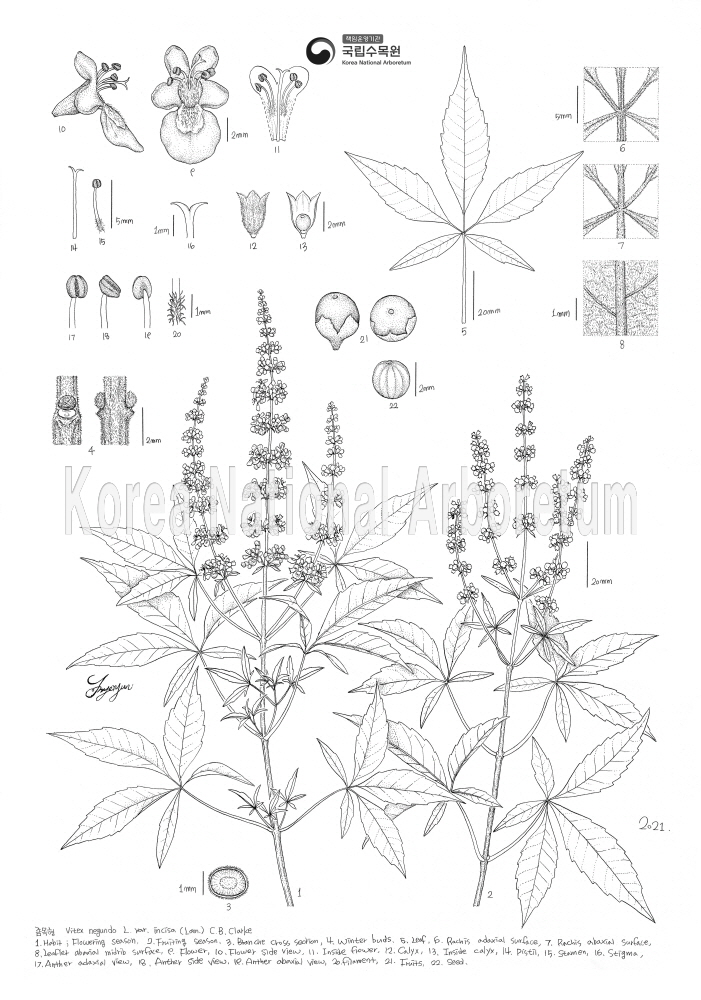 Plant Illustration Detailed View