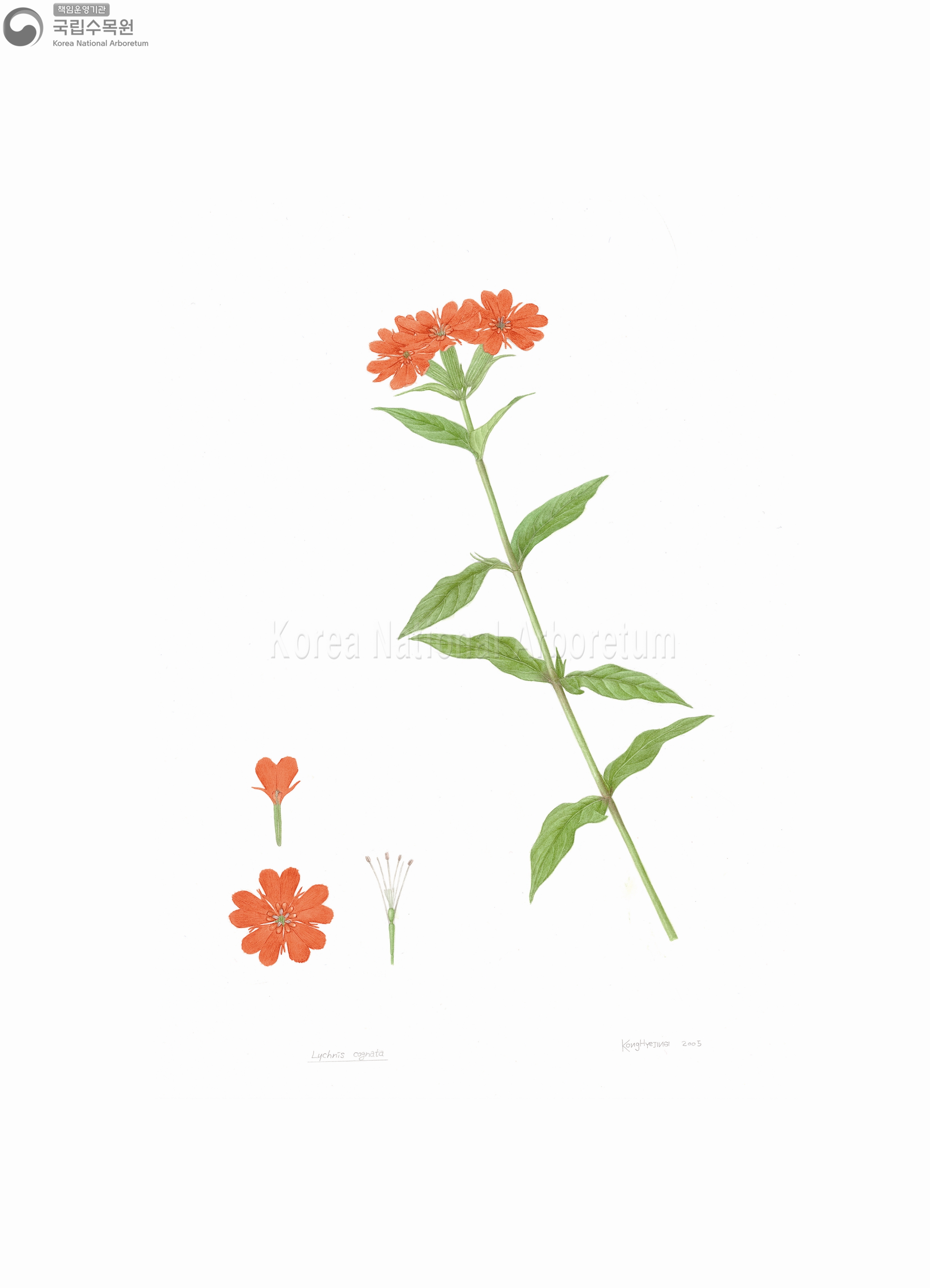 Plant Illustration Detailed View