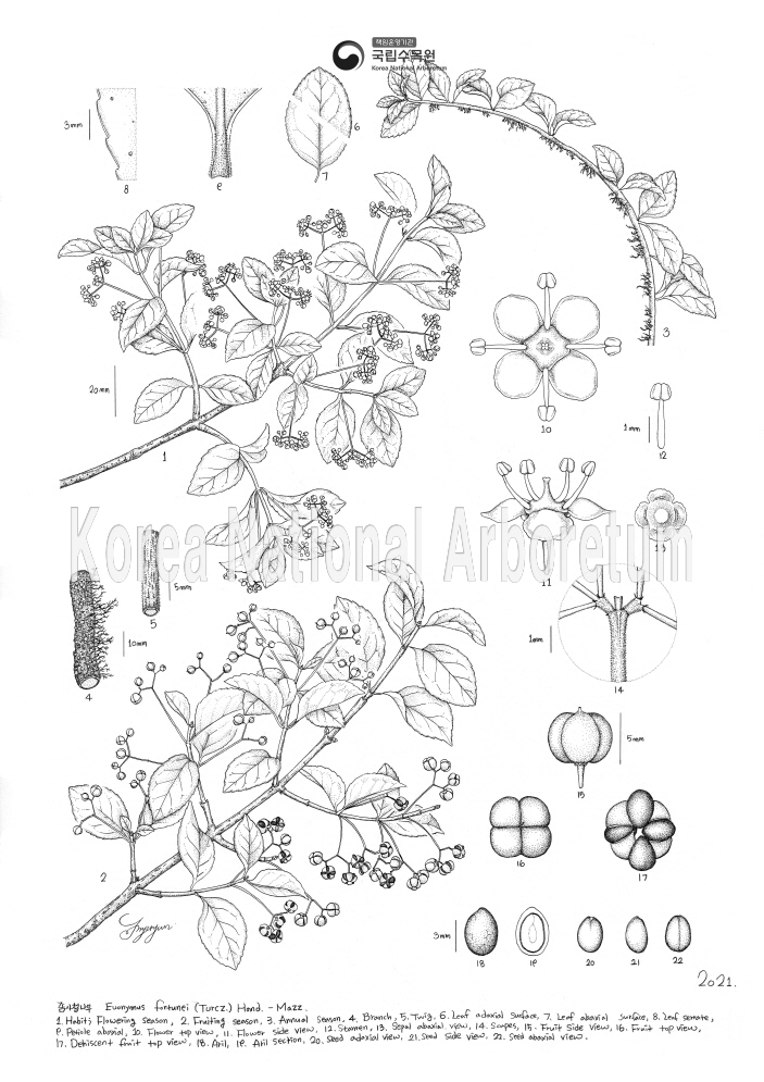 Plant Illustration Detailed View