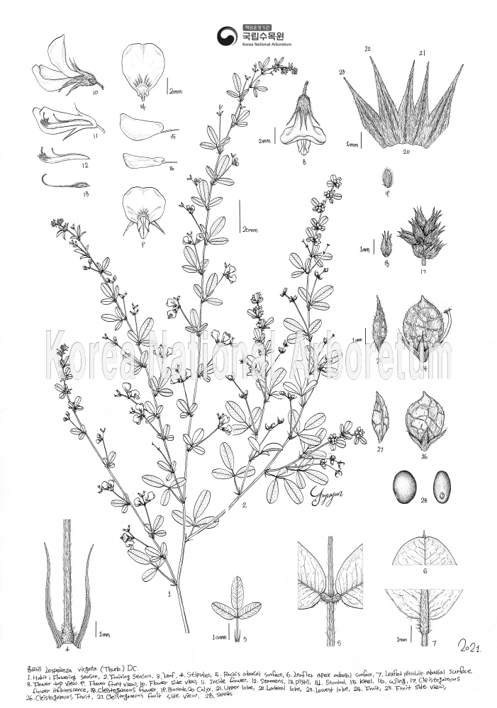 Plant Illustration Detailed View