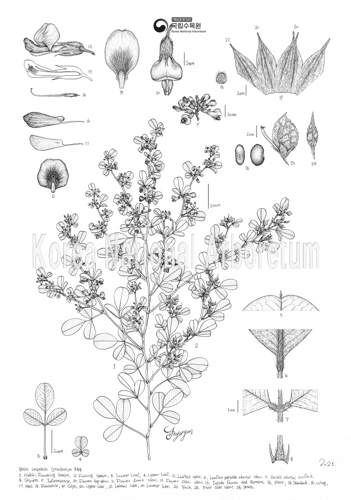 Plant Illustration Detailed View