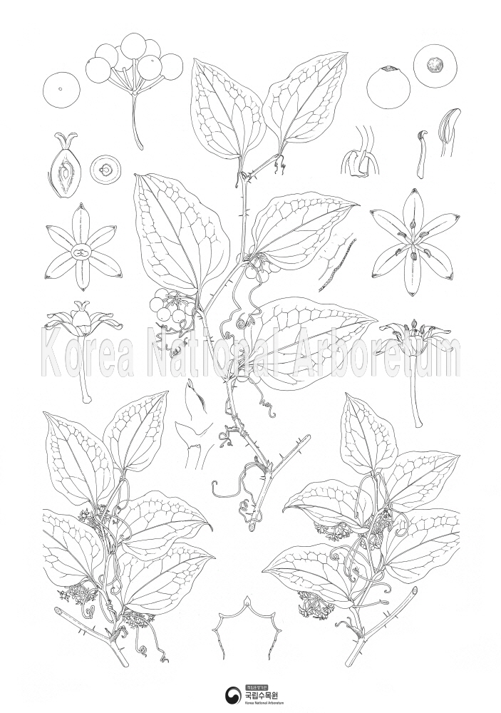 Plant Illustration Detailed View