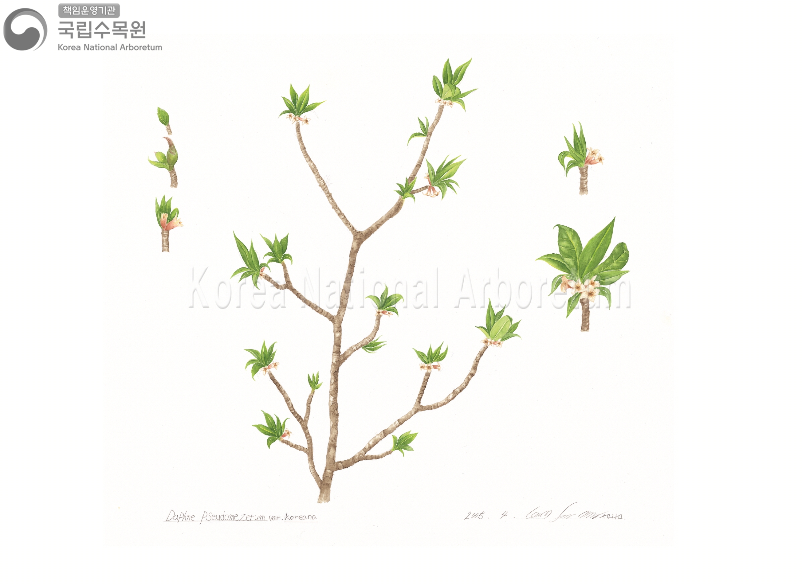 Plant Illustration Detailed View