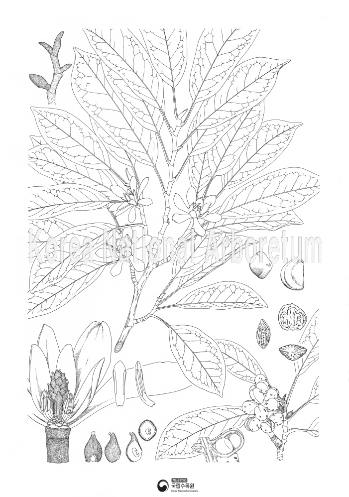 Plant Illustration Detailed View