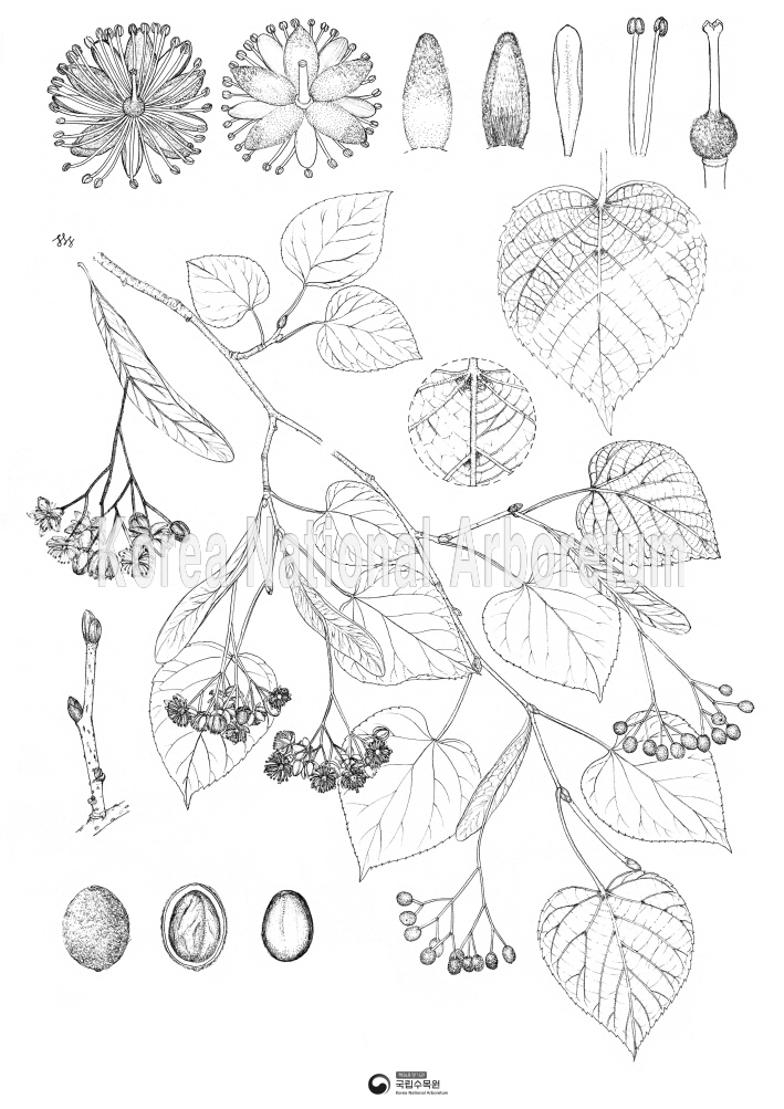 Plant Illustration Detailed View