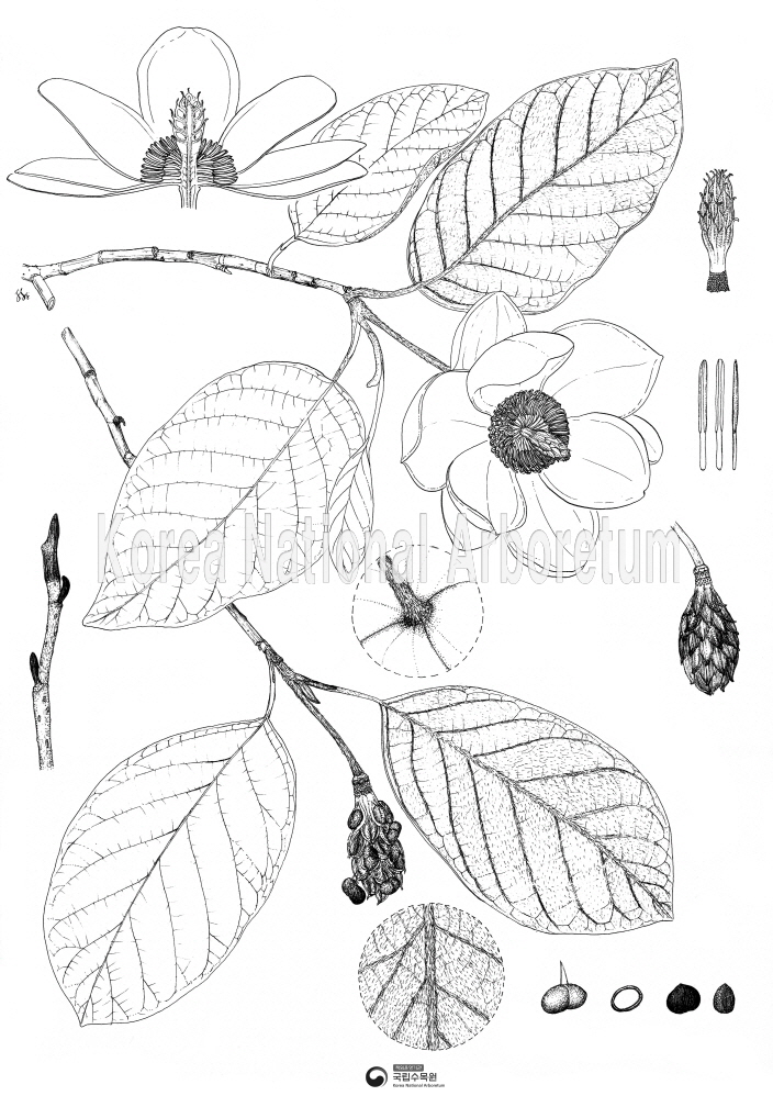 Plant Illustration Detailed View