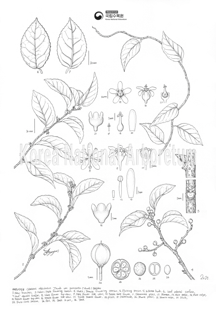 Plant Illustration Detailed View