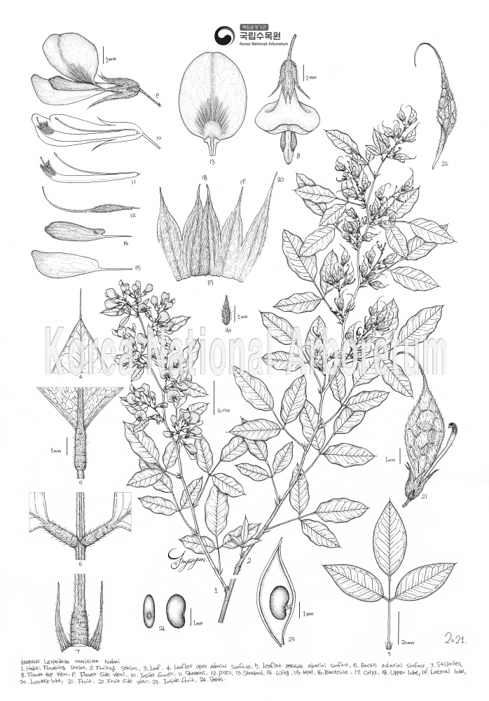 Plant Illustration Detailed View