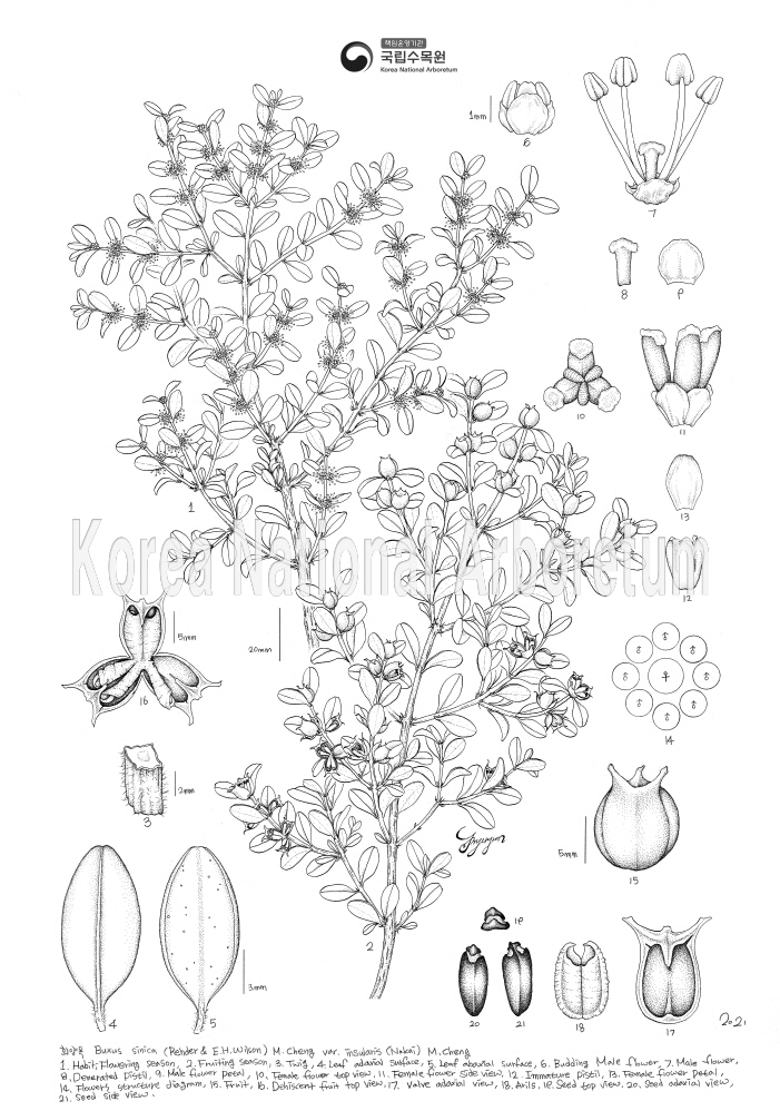 Plant Illustration Detailed View