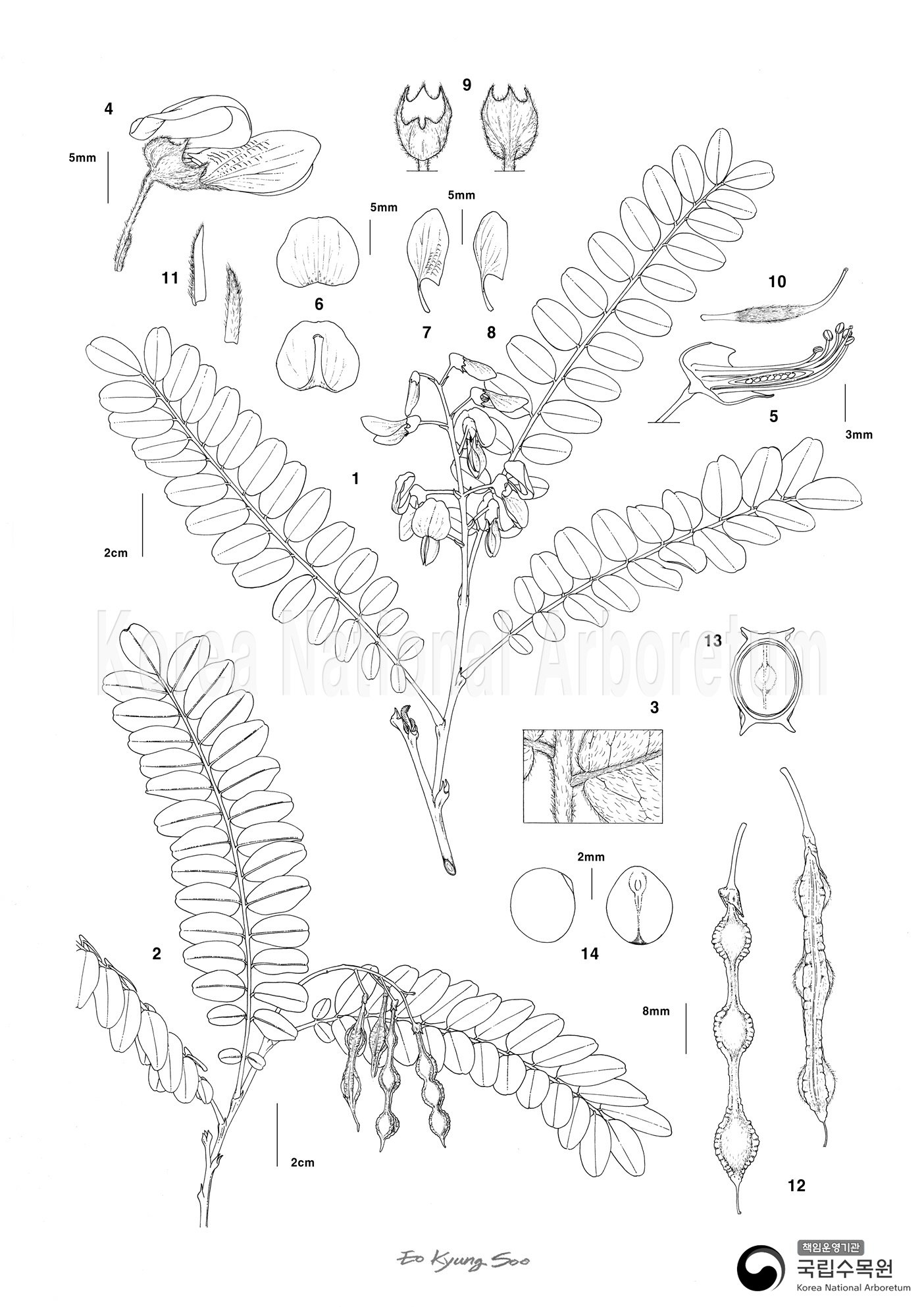 Plant Illustration Detailed View