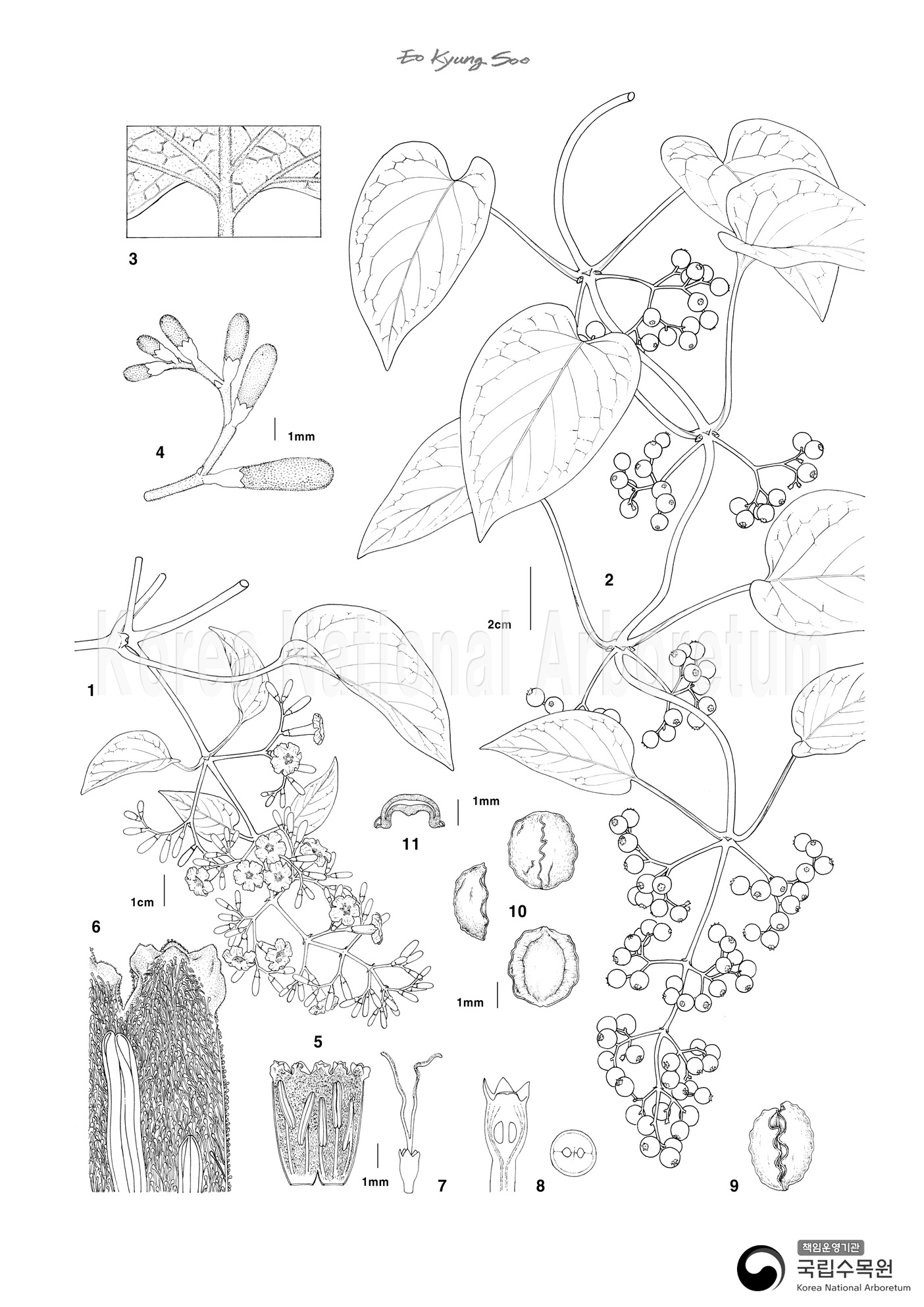 Plant Illustration Detailed View