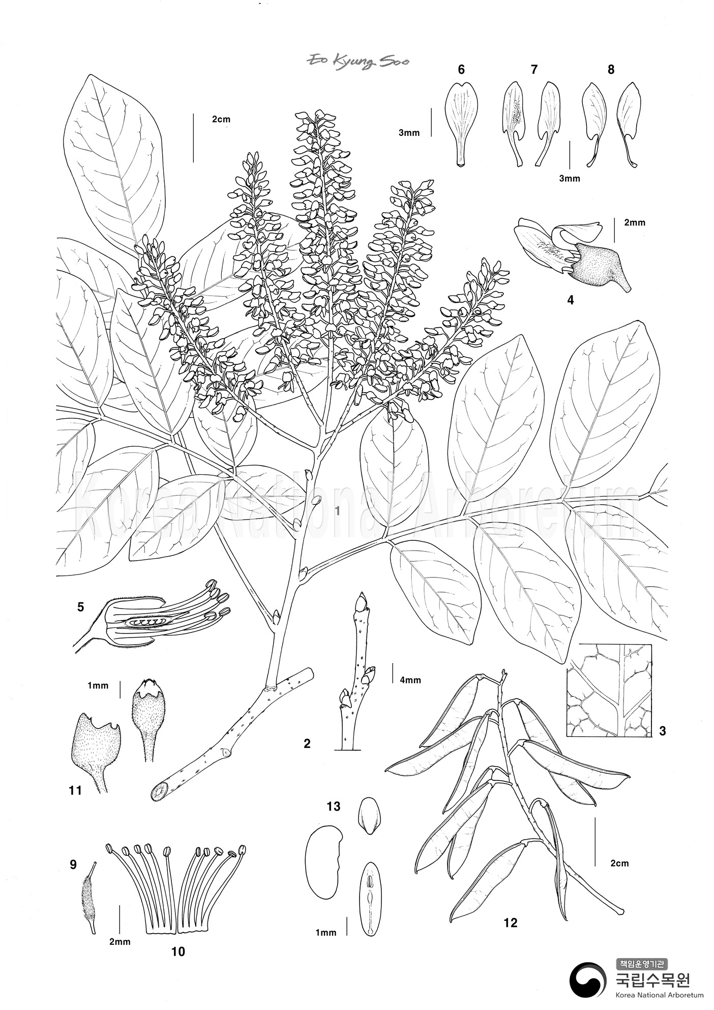 Plant Illustration Detailed View