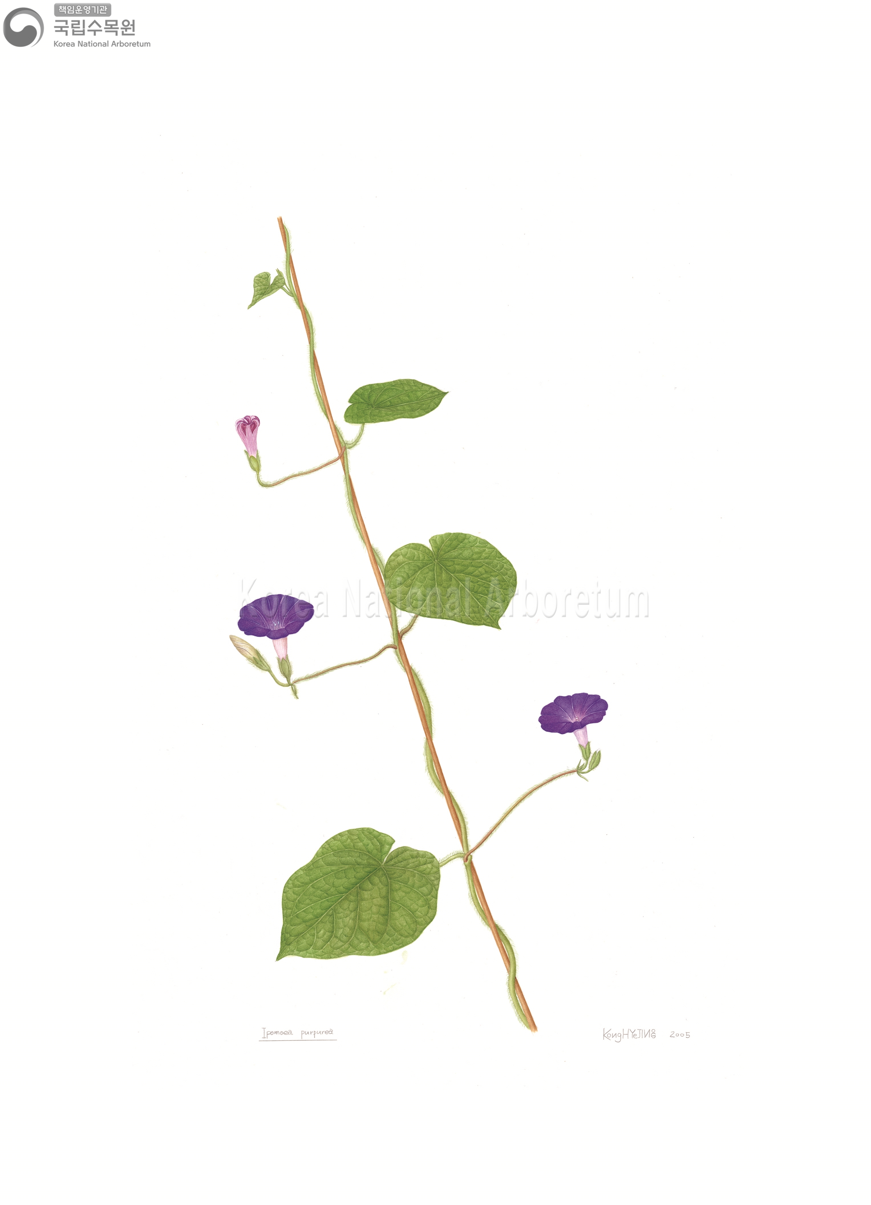 Plant Illustration Detailed View