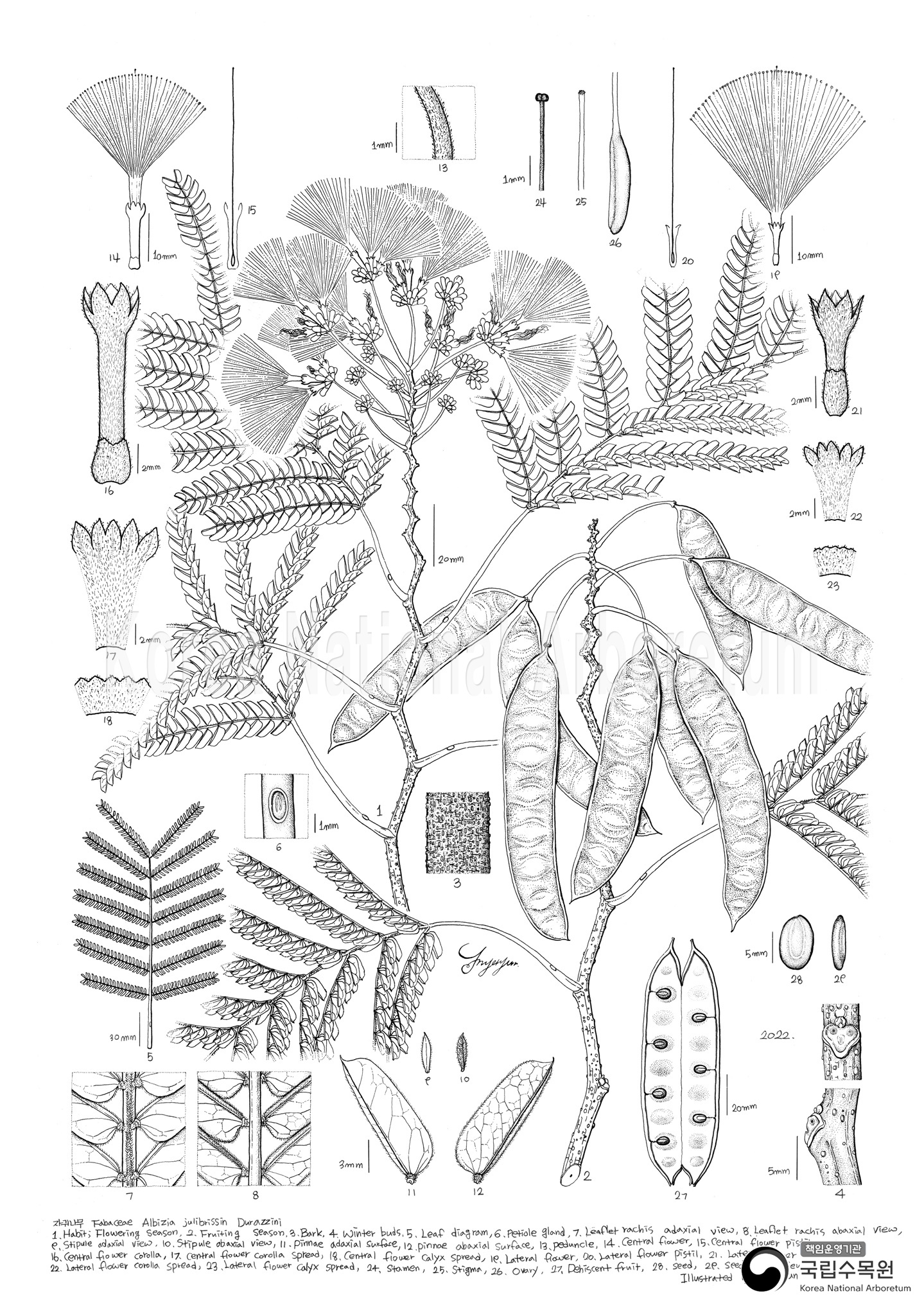 Plant Illustration Detailed View