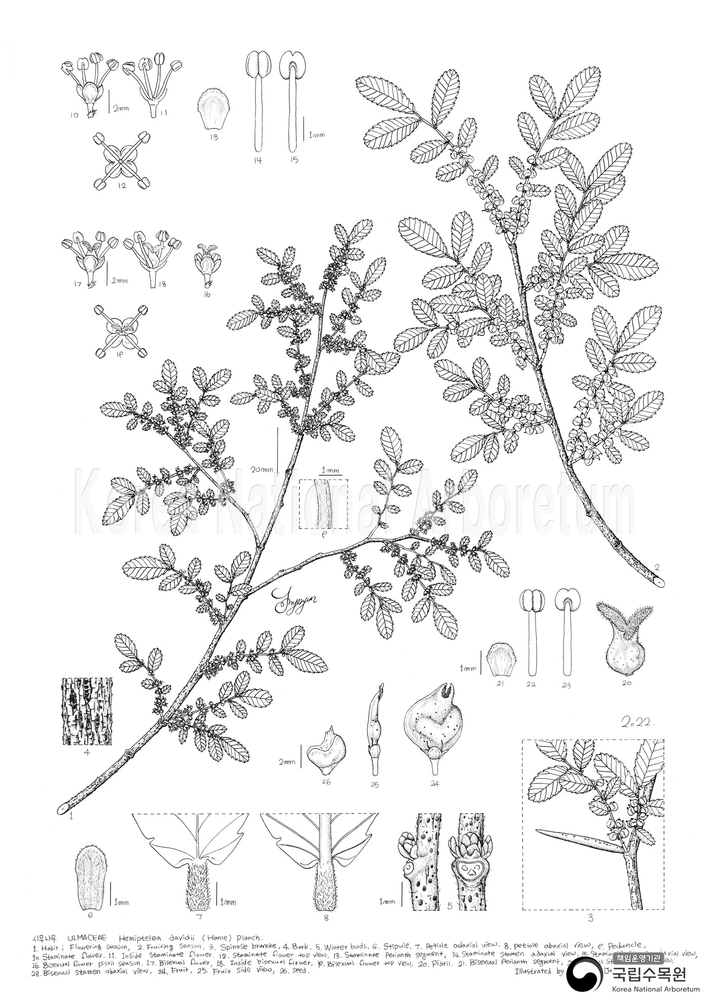 Plant Illustration Detailed View