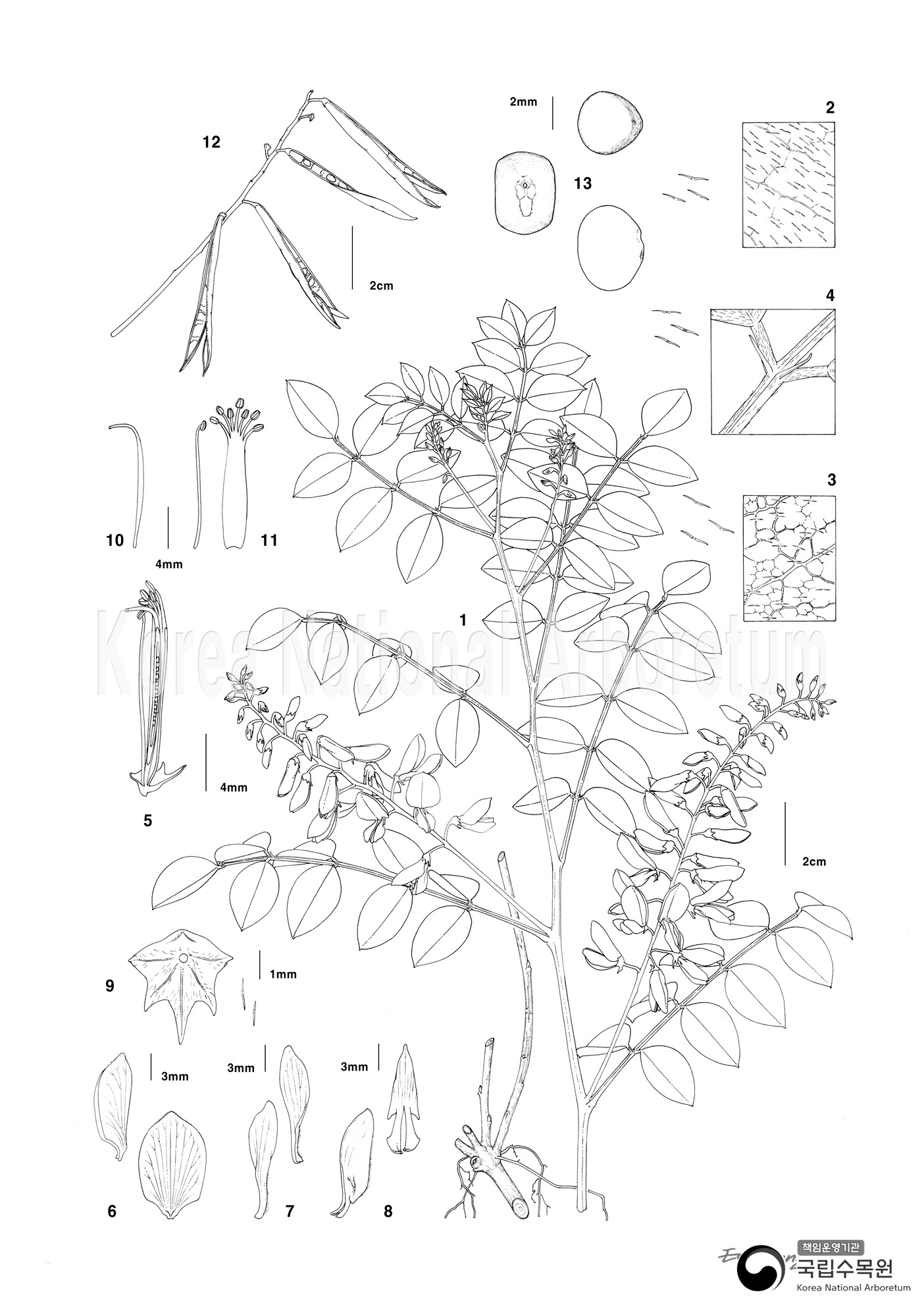 Plant Illustration Detailed View