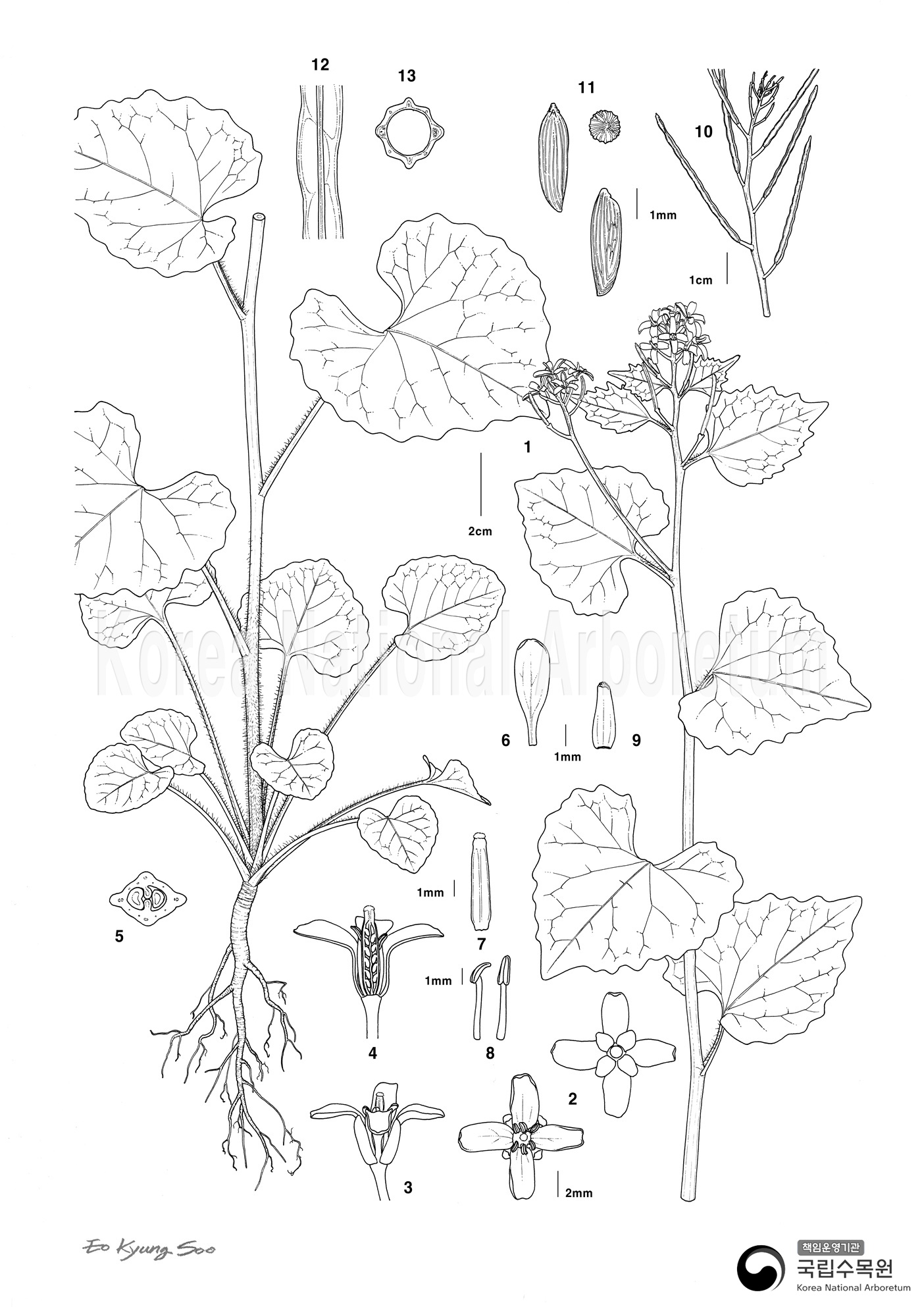 Plant Illustration Detailed View