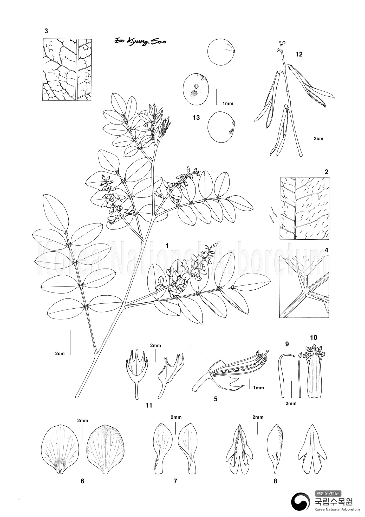 Plant Illustration Detailed View