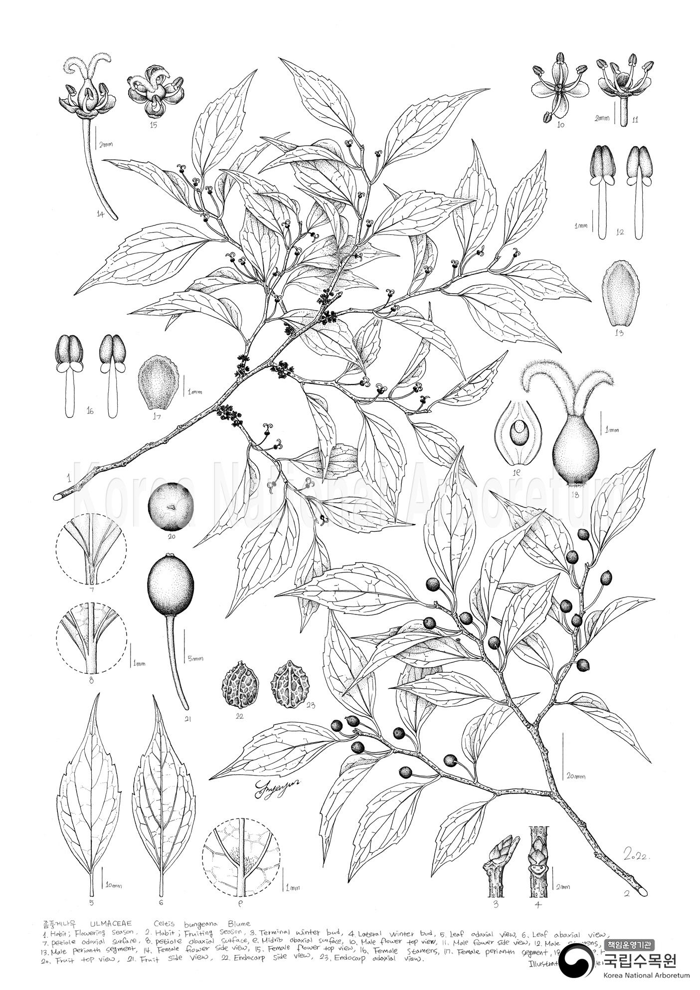 Plant Illustration Detailed View