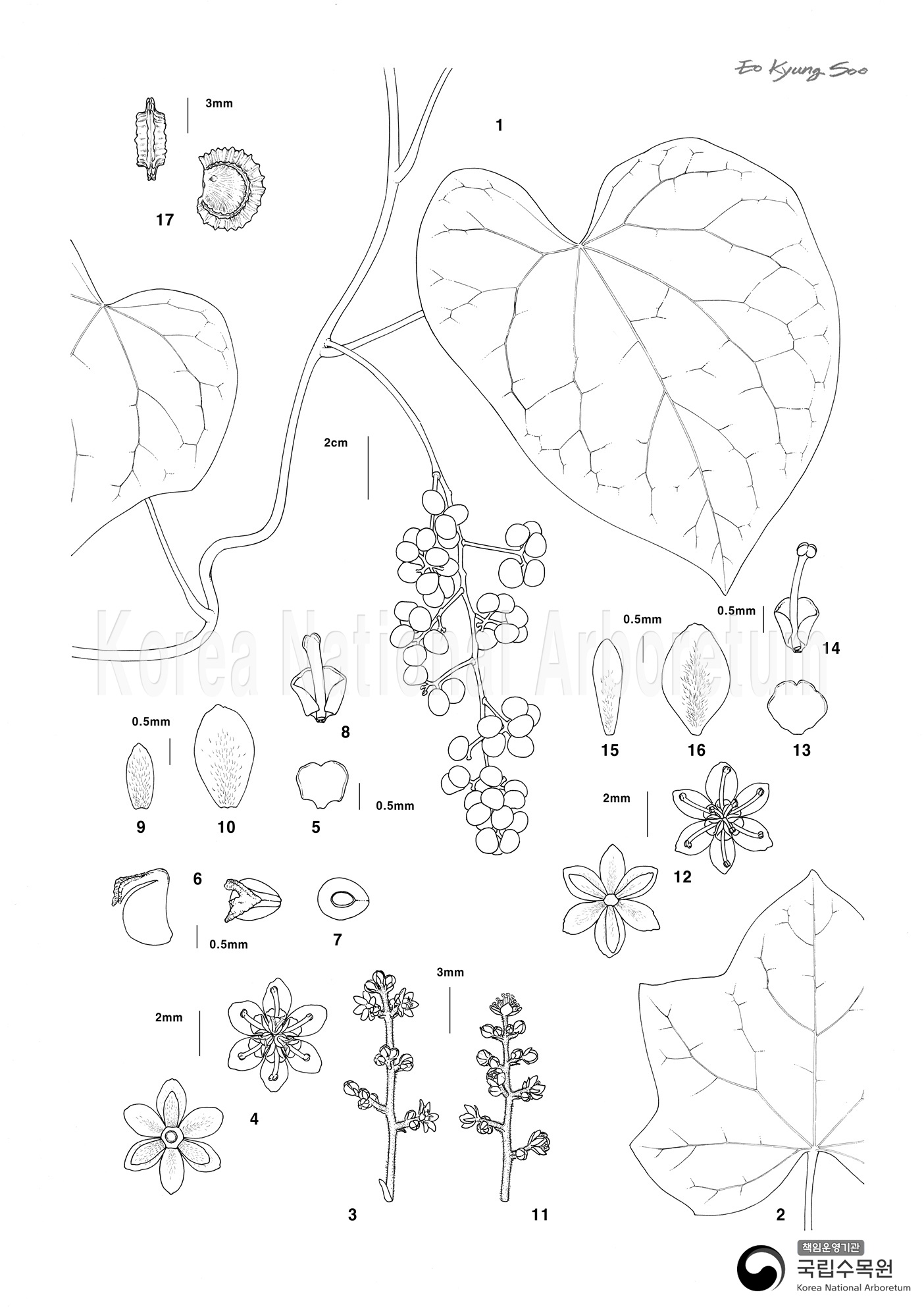 Plant Illustration Detailed View