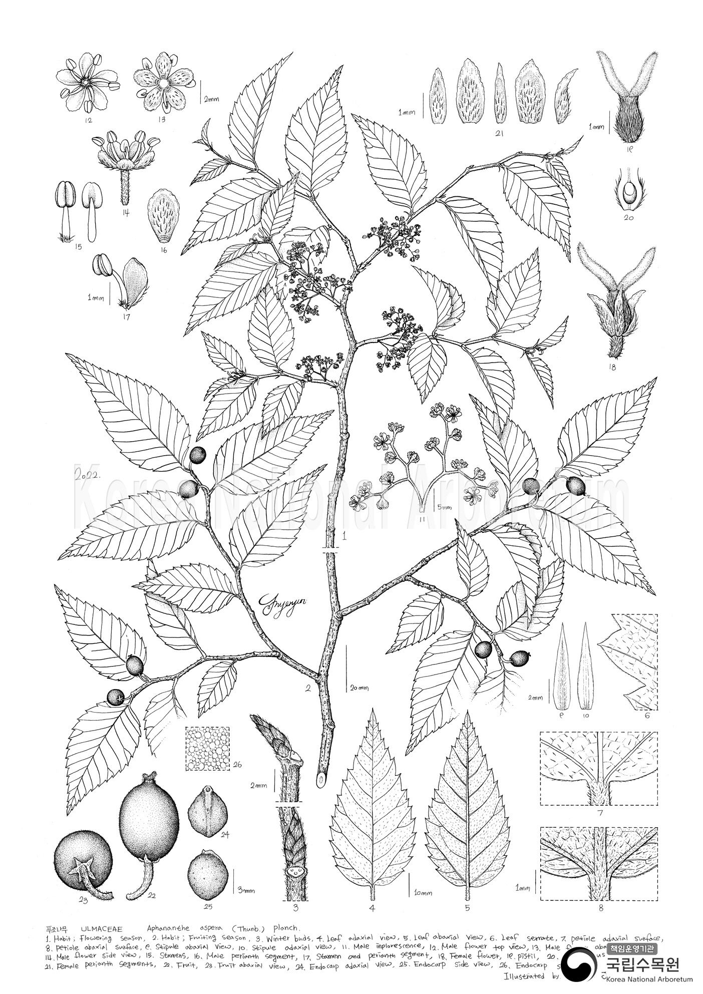 Plant Illustration Detailed View