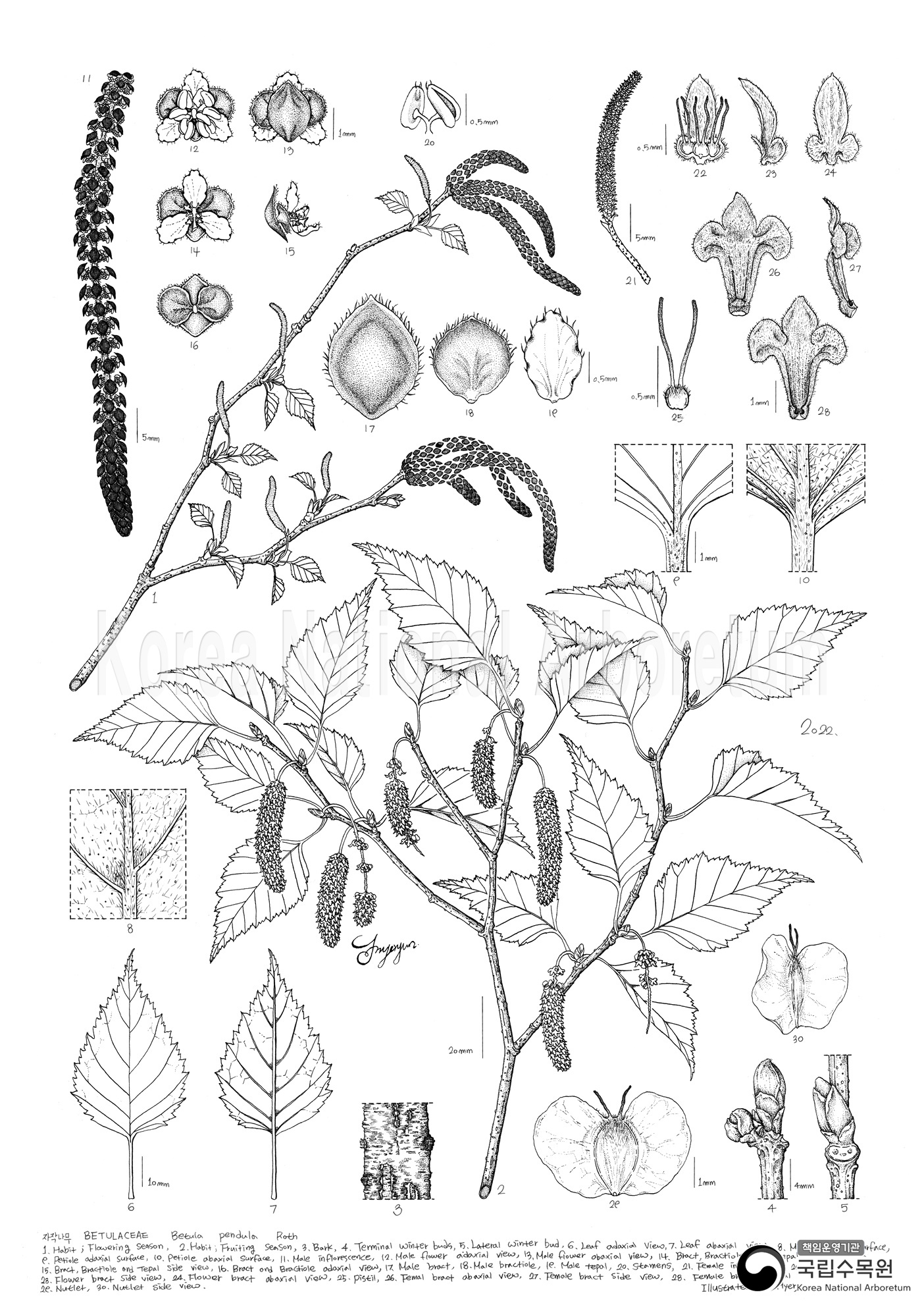 Plant Illustration Detailed View