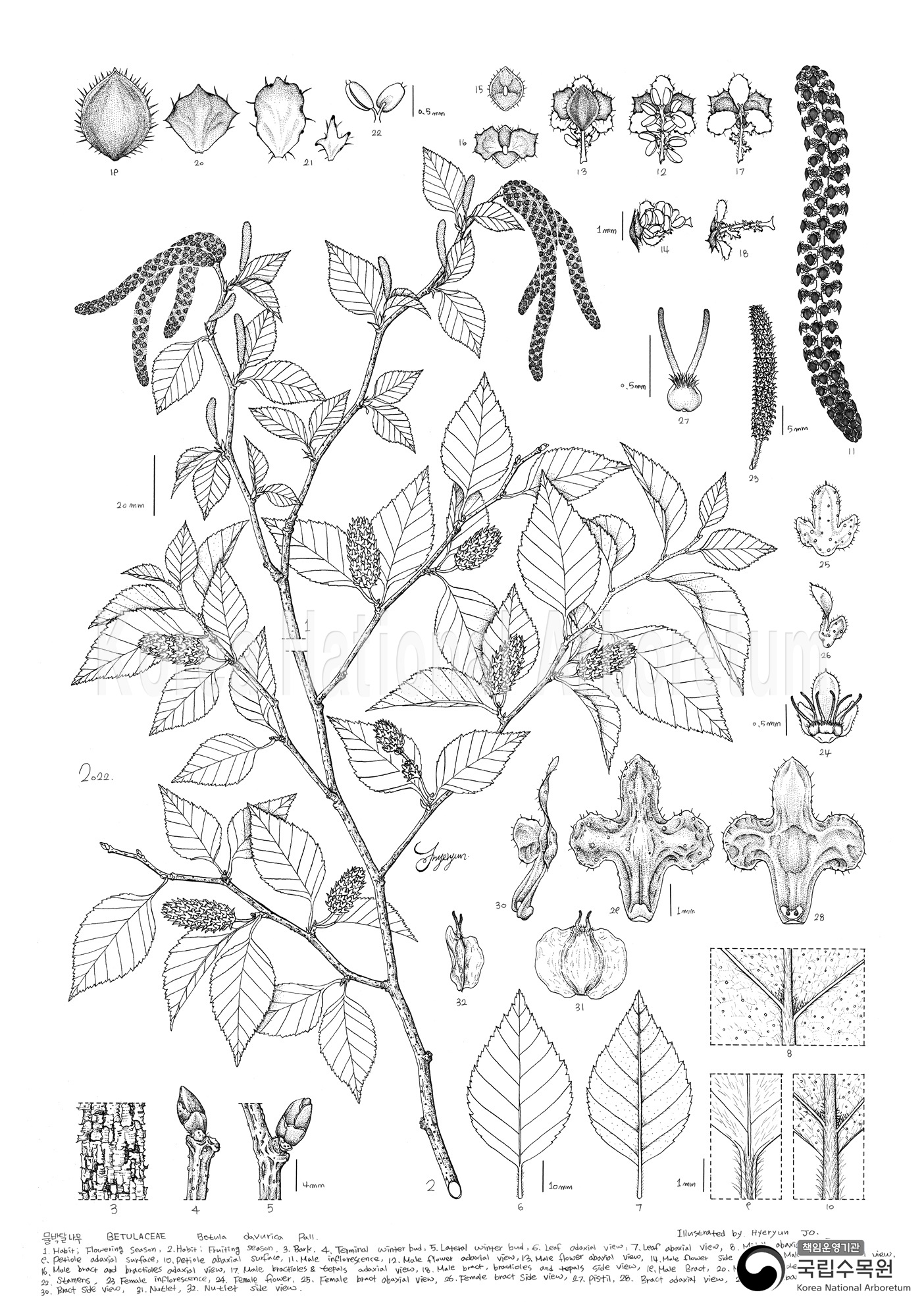 Plant Illustration Detailed View