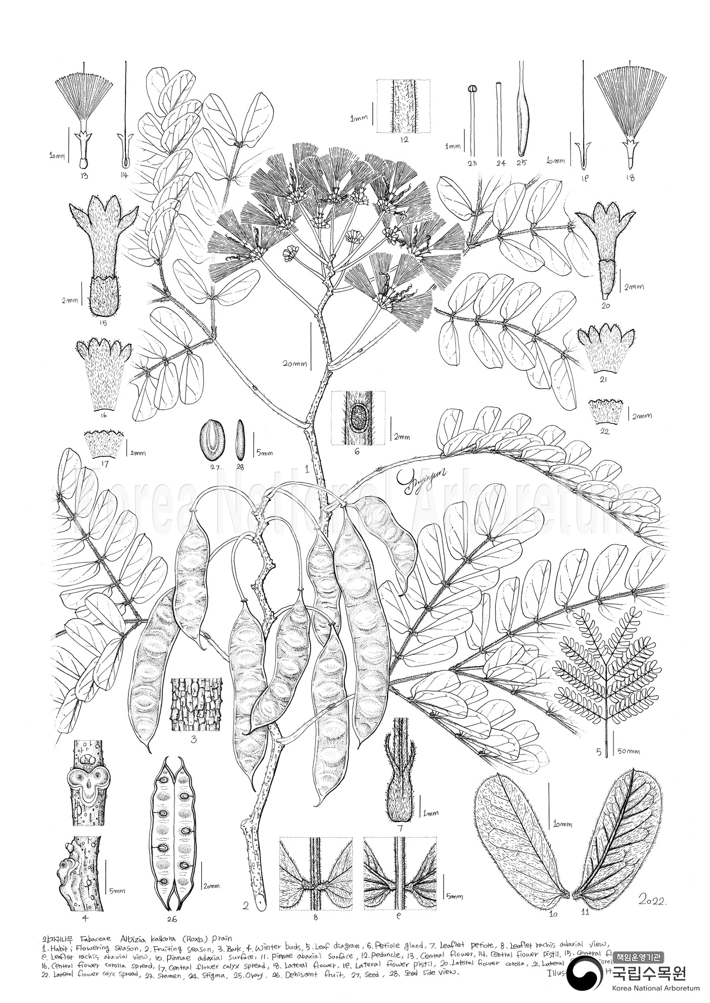 Plant Illustration Detailed View