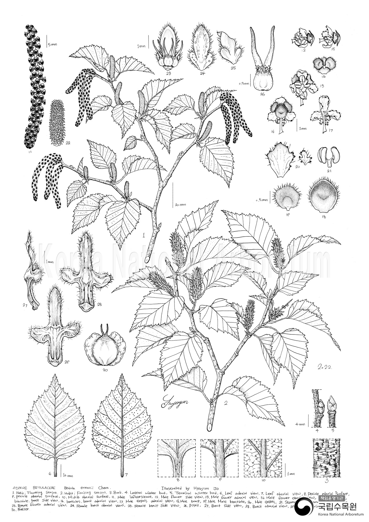 Plant Illustration Detailed View