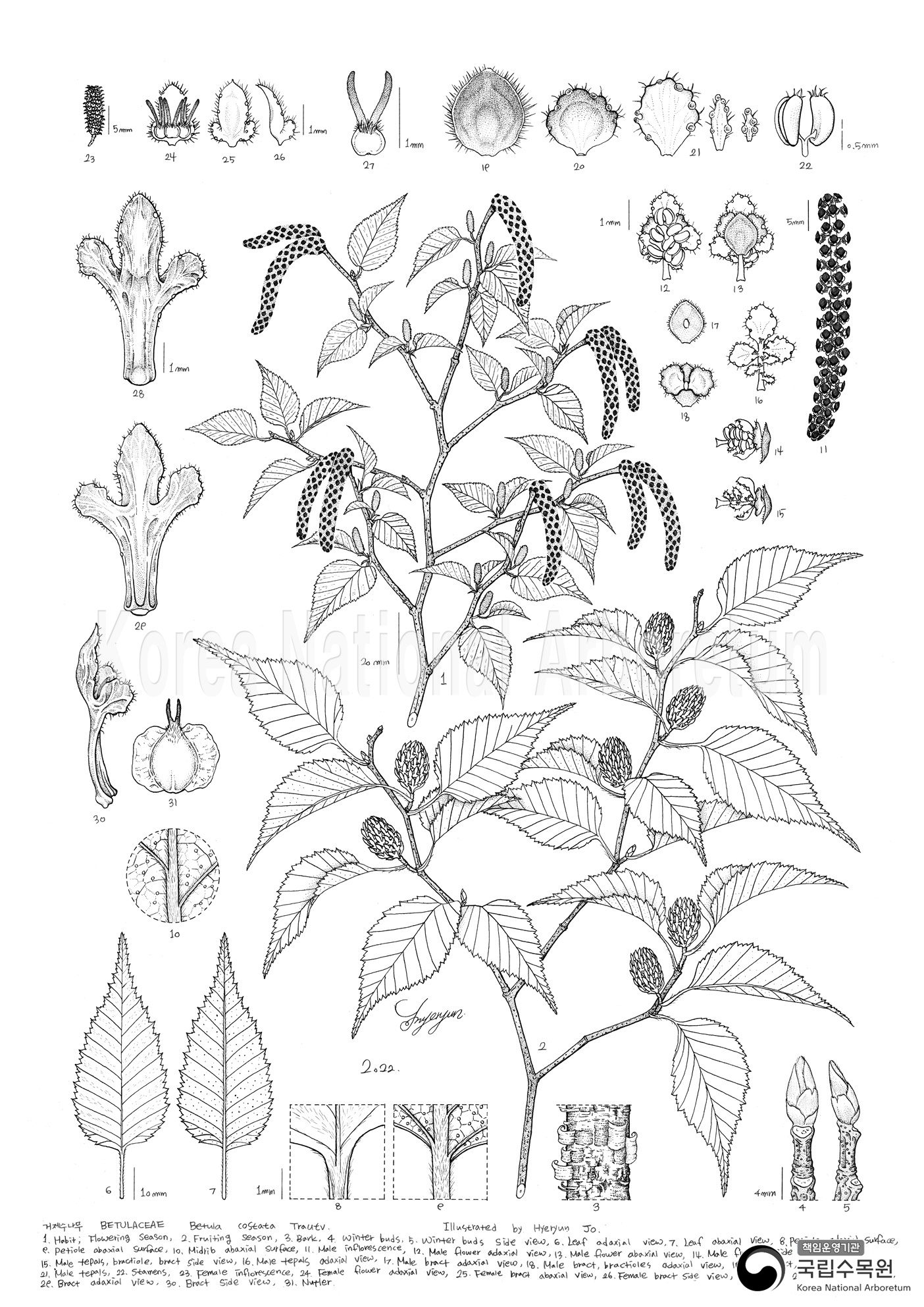 Plant Illustration Detailed View