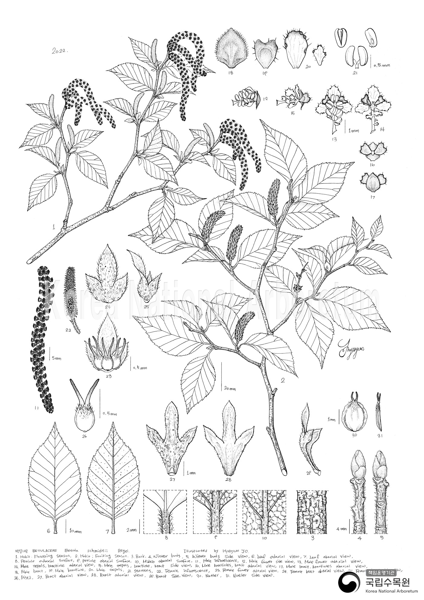 Plant Illustration Detailed View