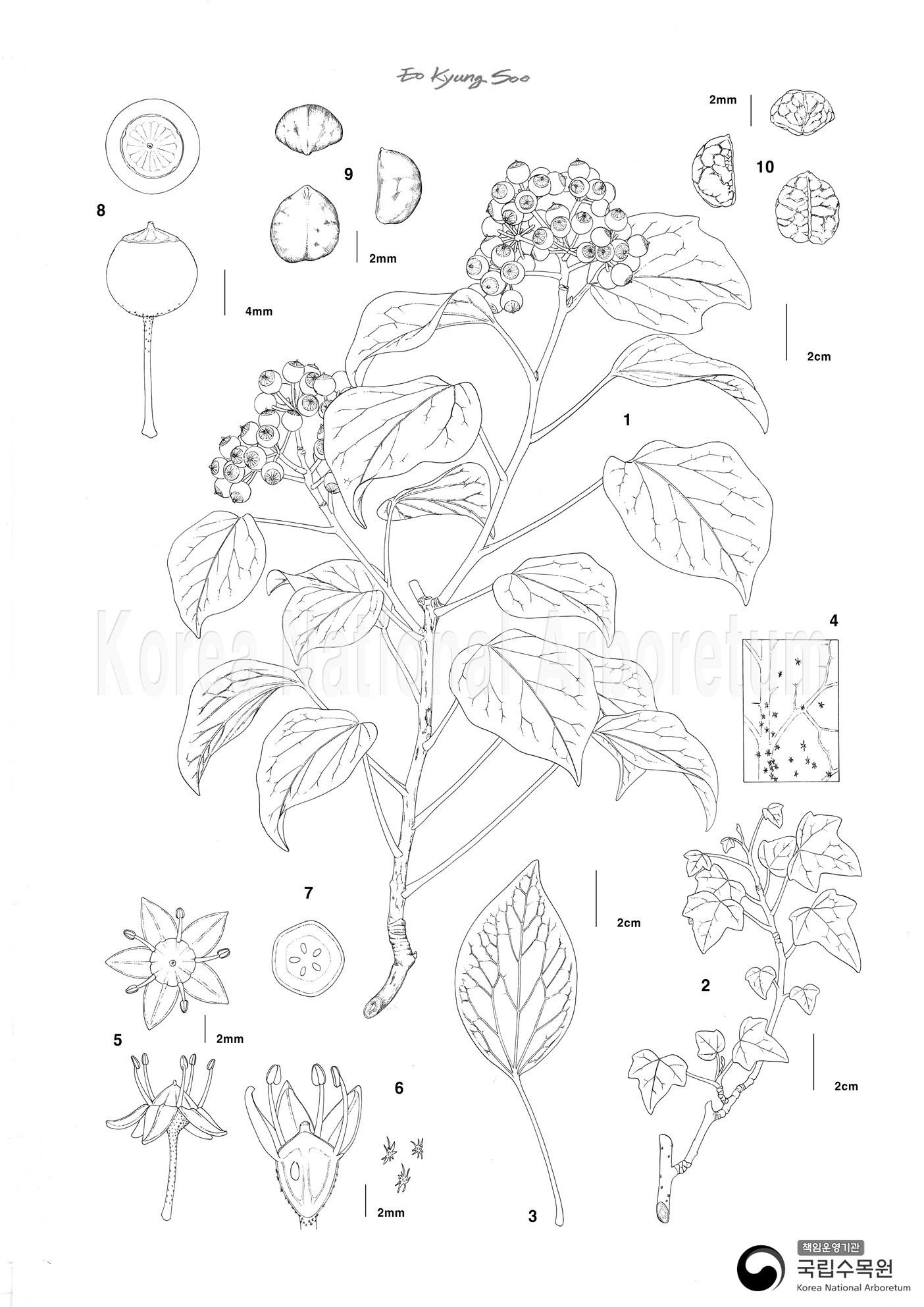 Plant Illustration Detailed View