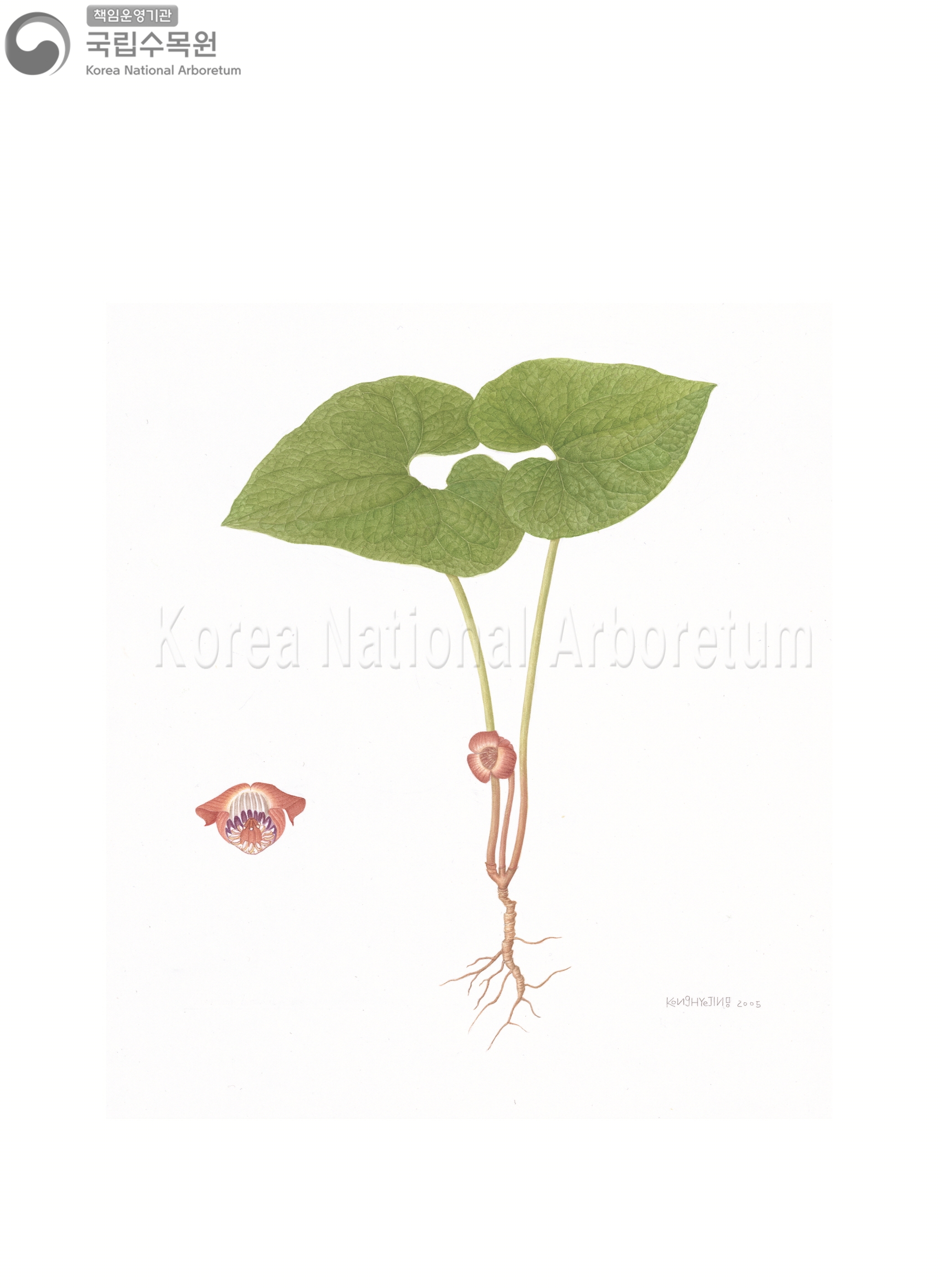 Plant Illustration Detailed View