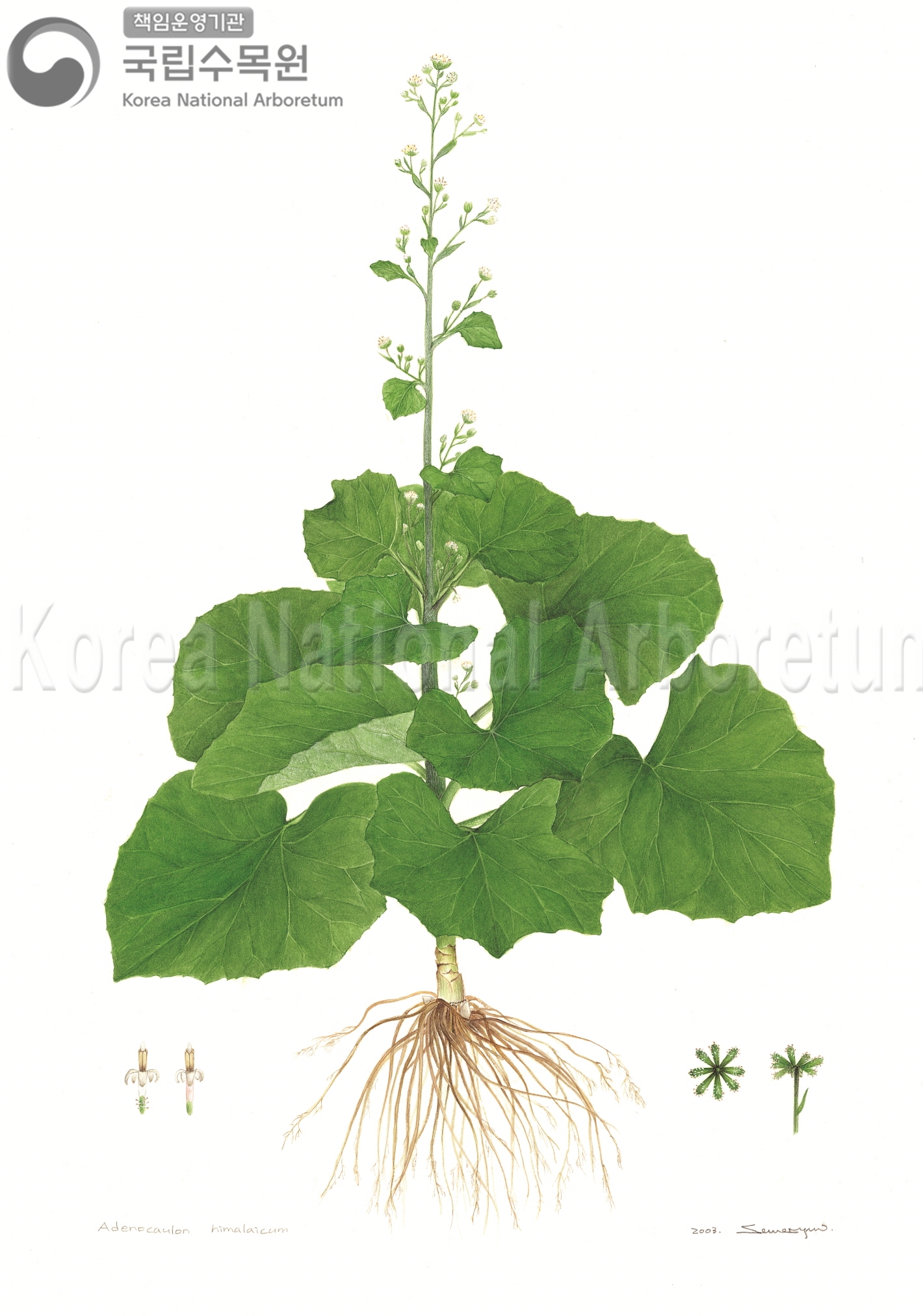 Plant Illustration Detailed View