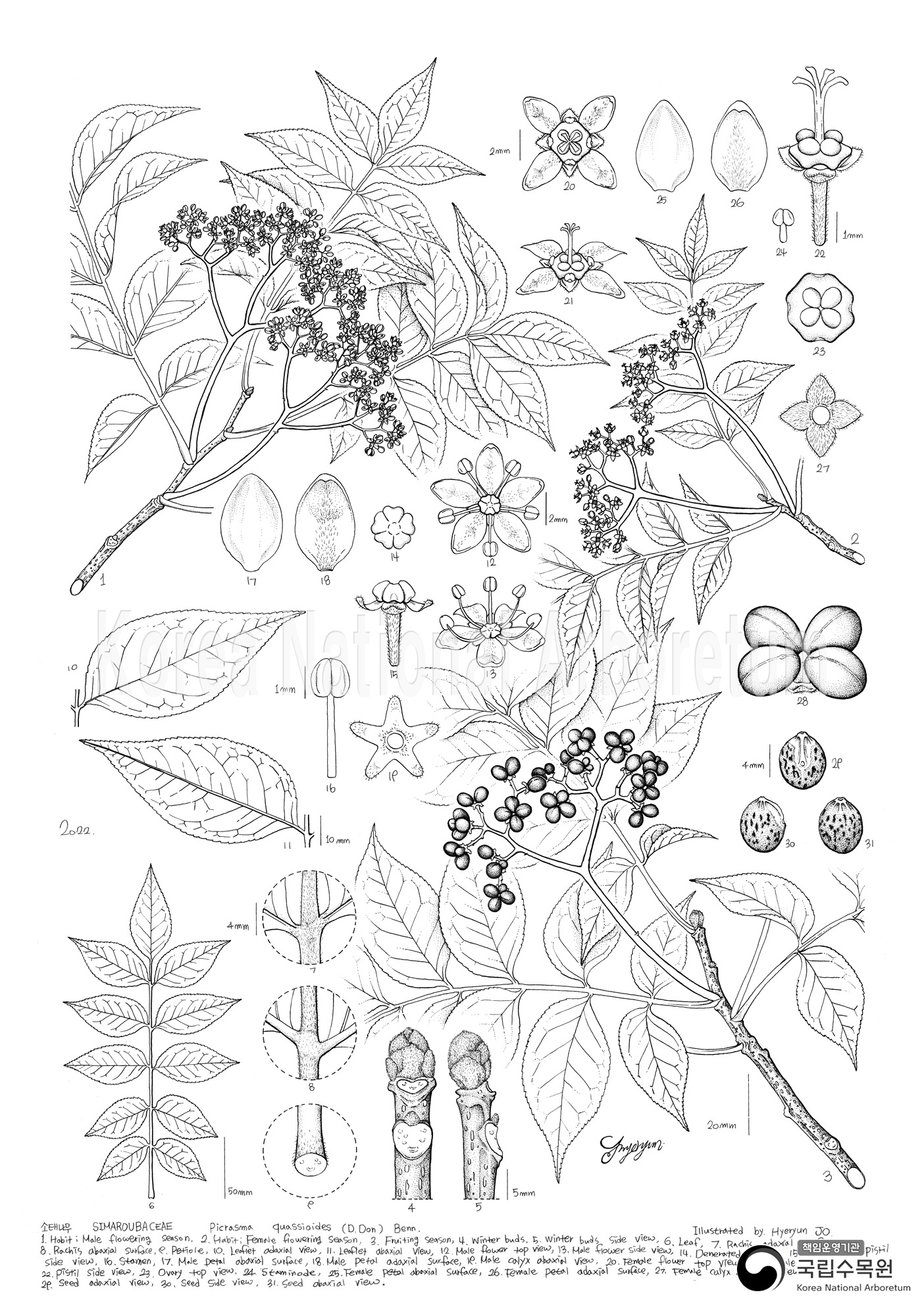 Plant Illustration Detailed View