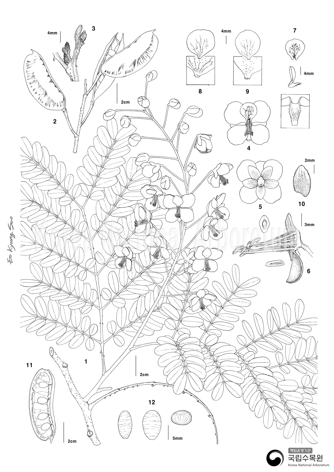 Plant Illustration Detailed View