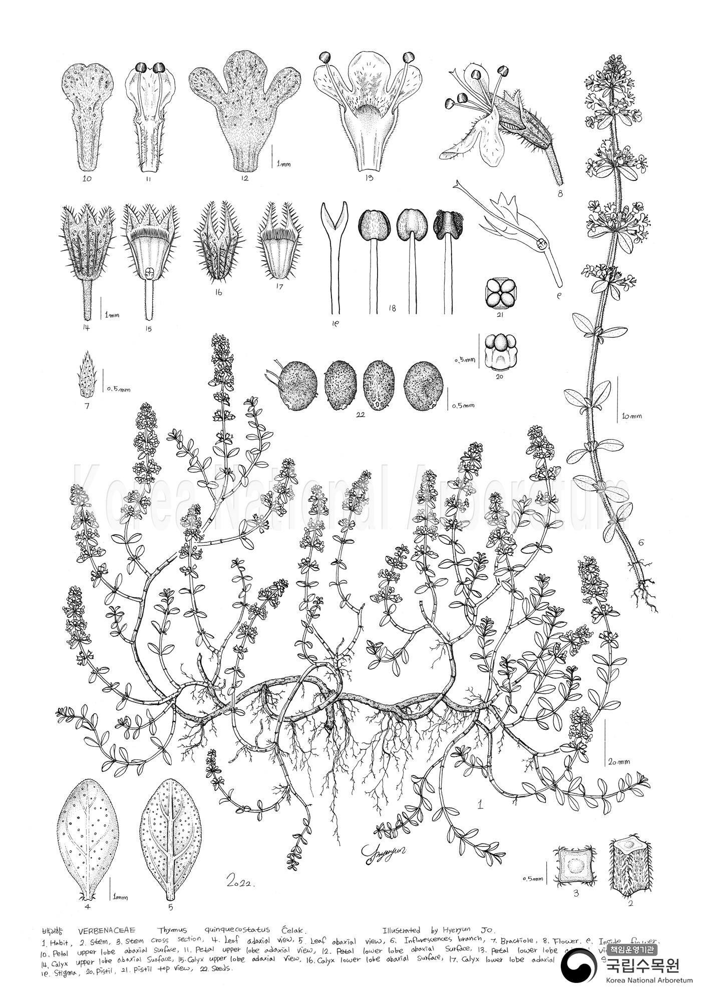 Plant Illustration Detailed View