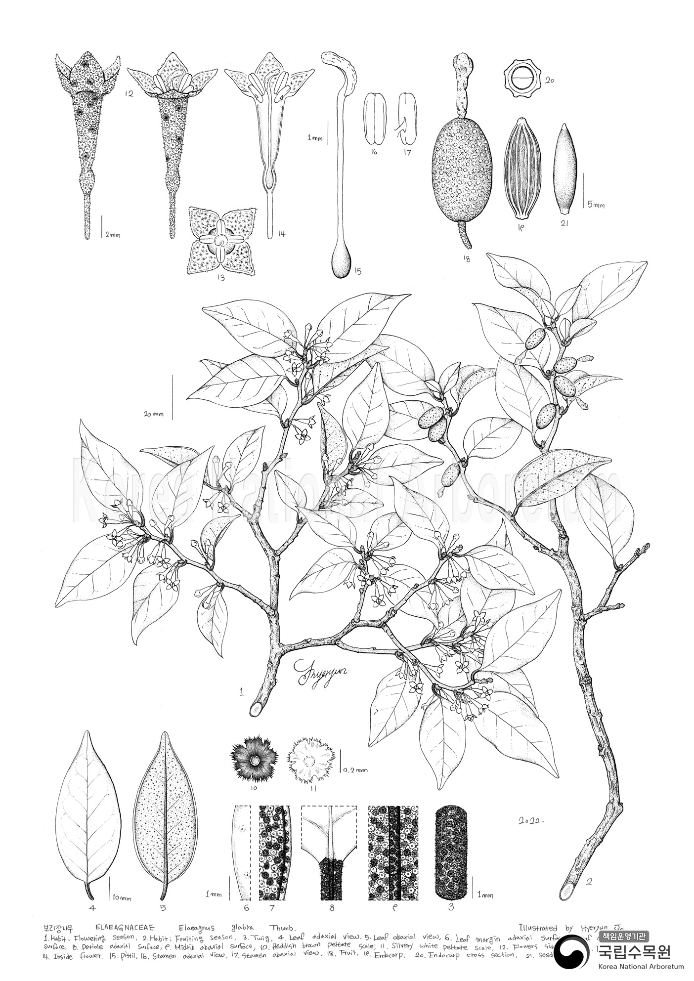 Plant Illustration Detailed View