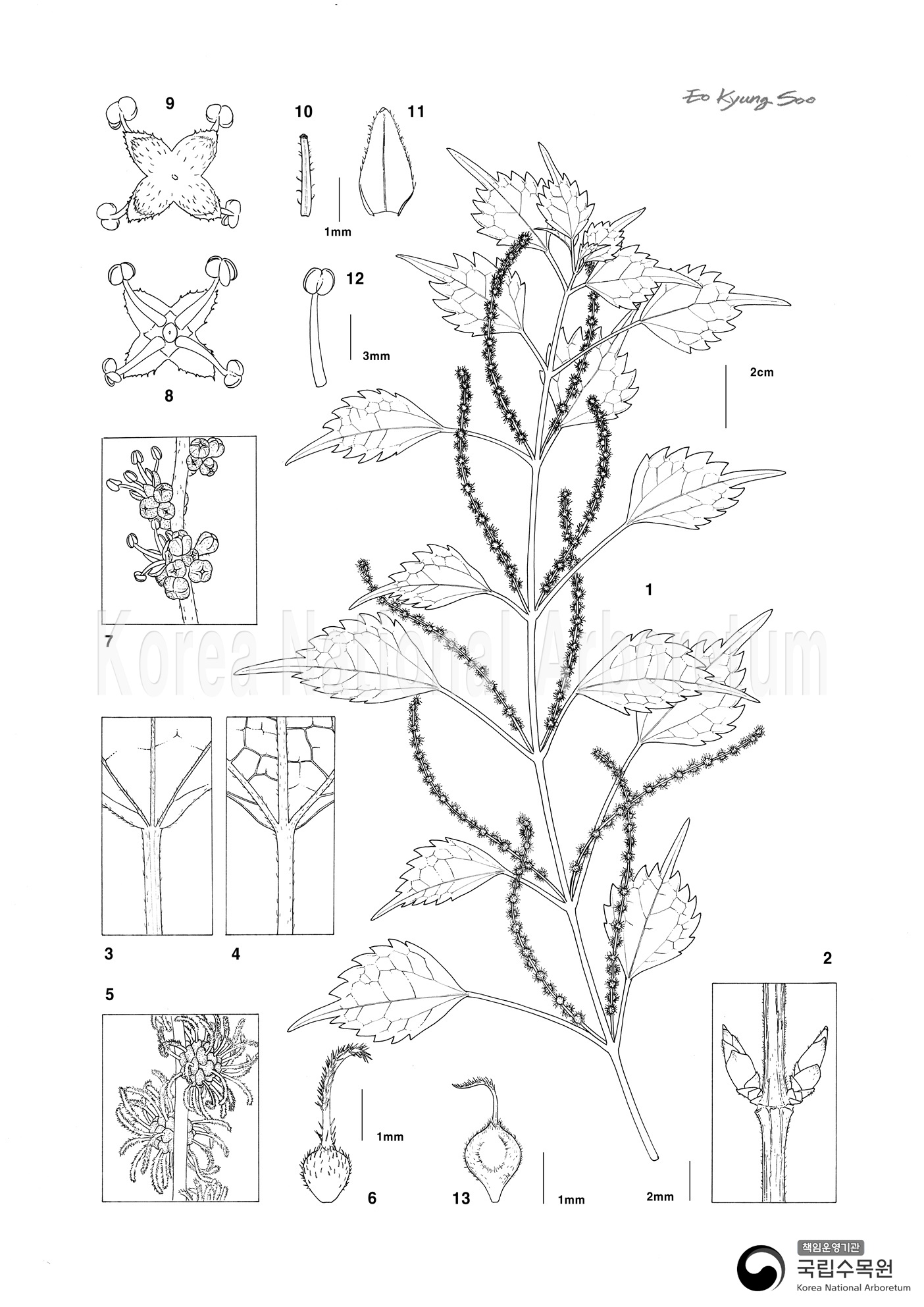 Plant Illustration Detailed View