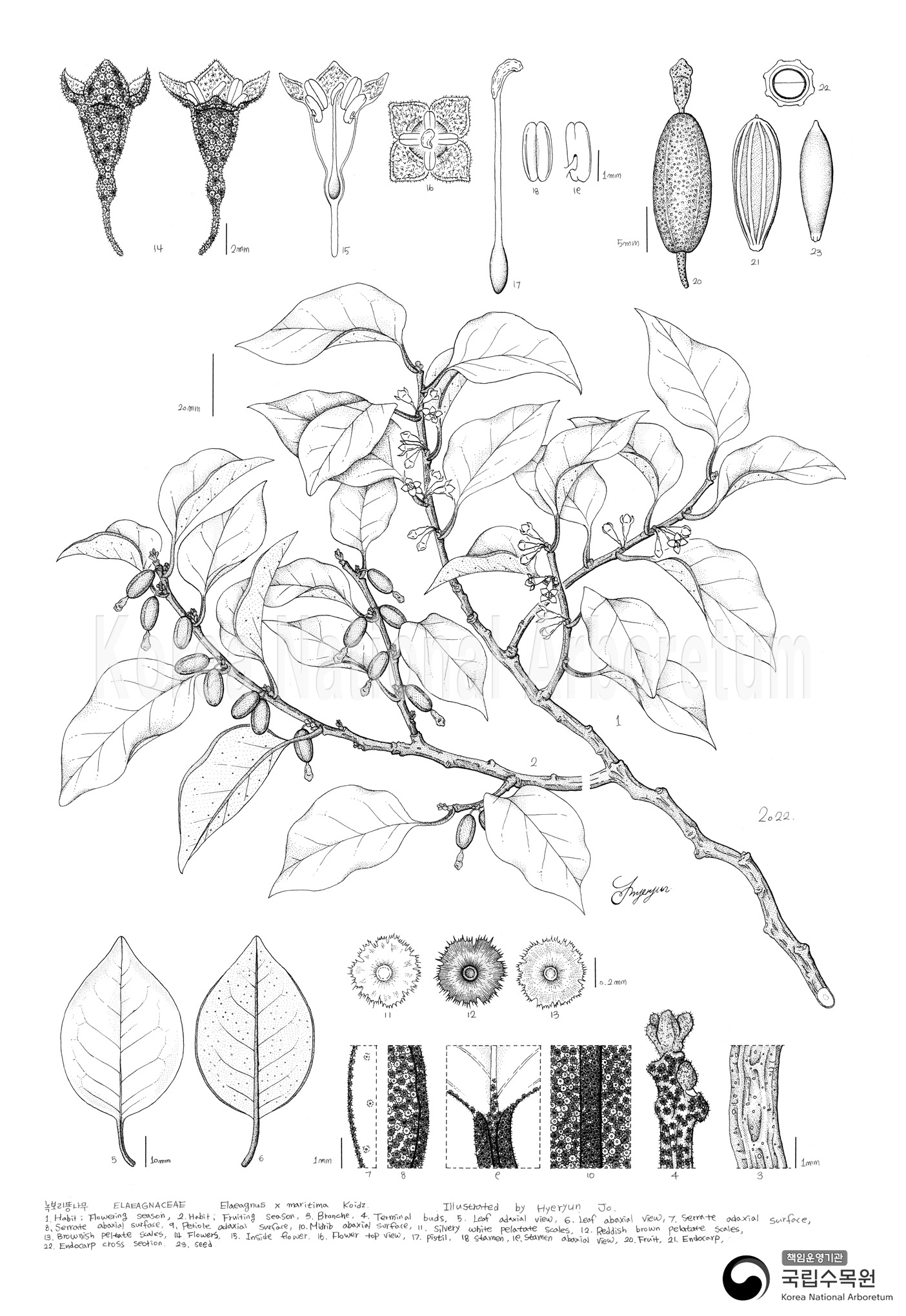 Plant Illustration Detailed View