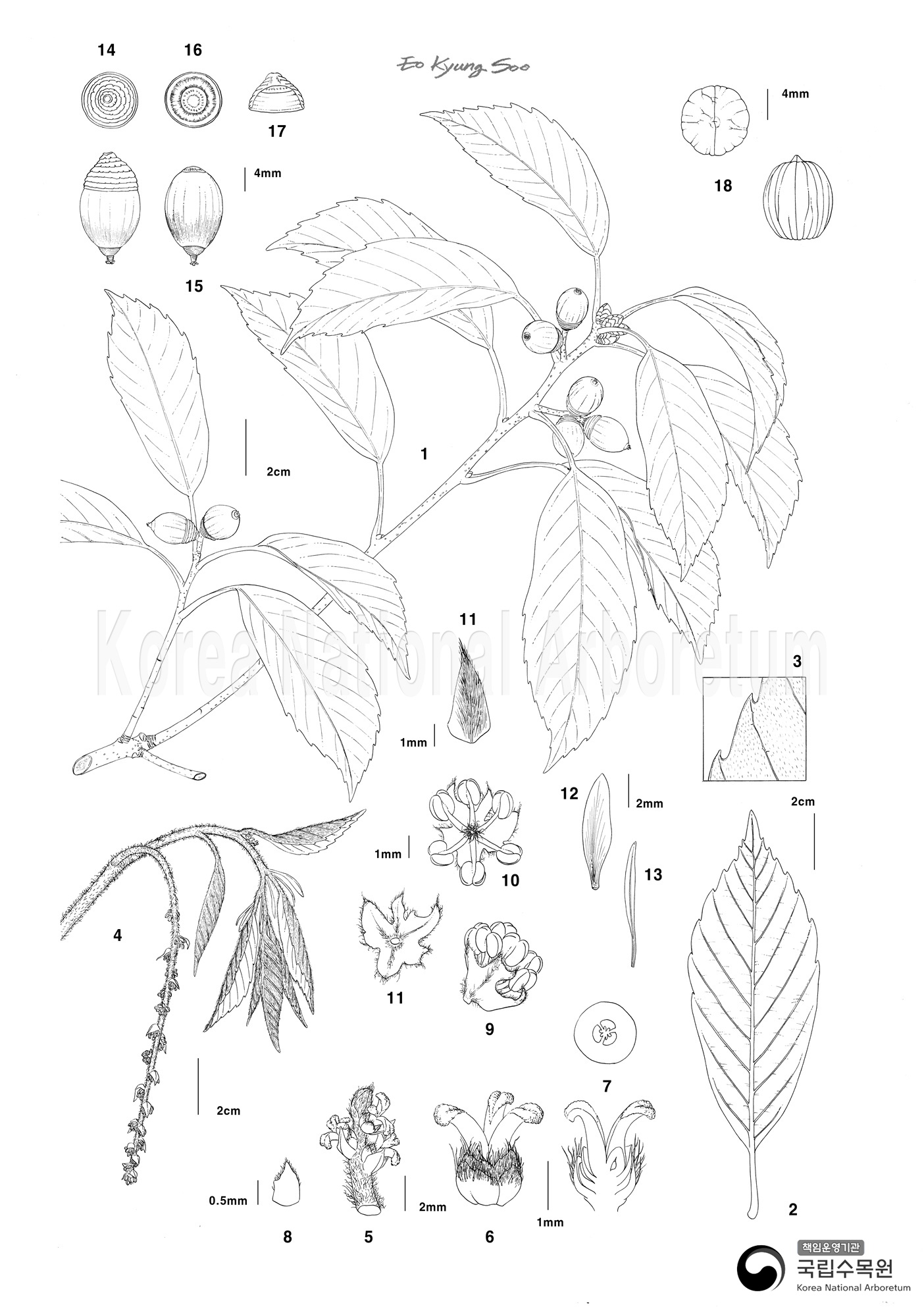 Plant Illustration Detailed View