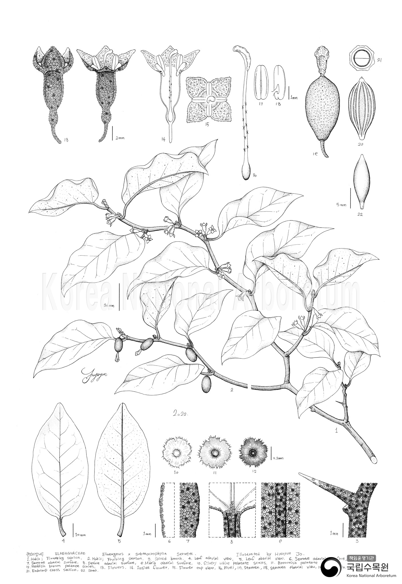 Plant Illustration Detailed View