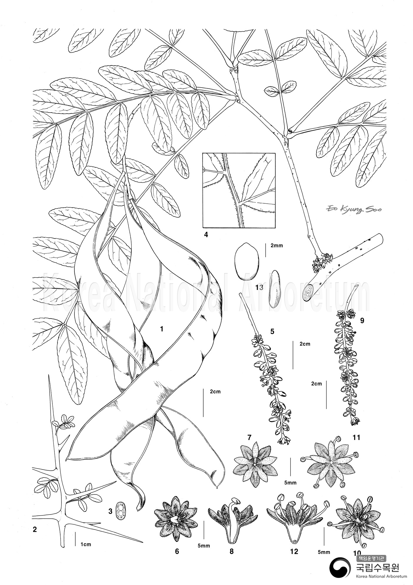 Plant Illustration Detailed View