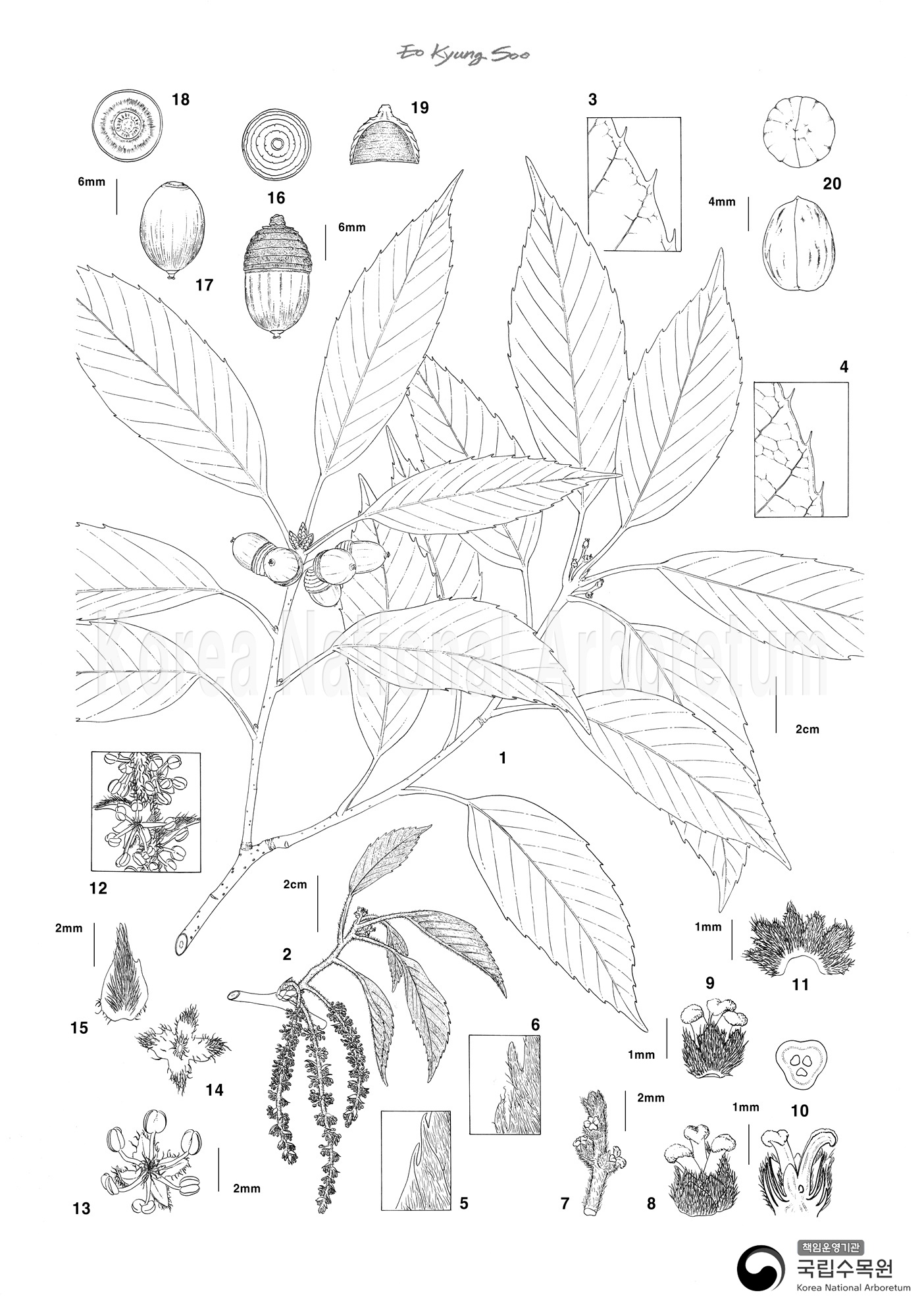 Plant Illustration Detailed View