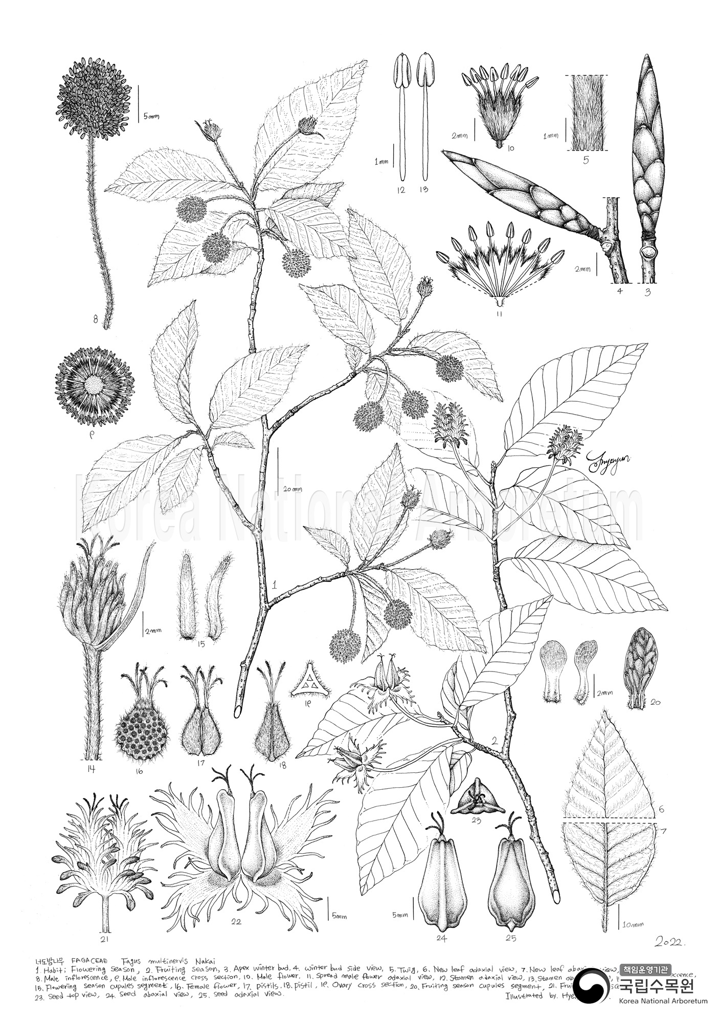 Plant Illustration Detailed View