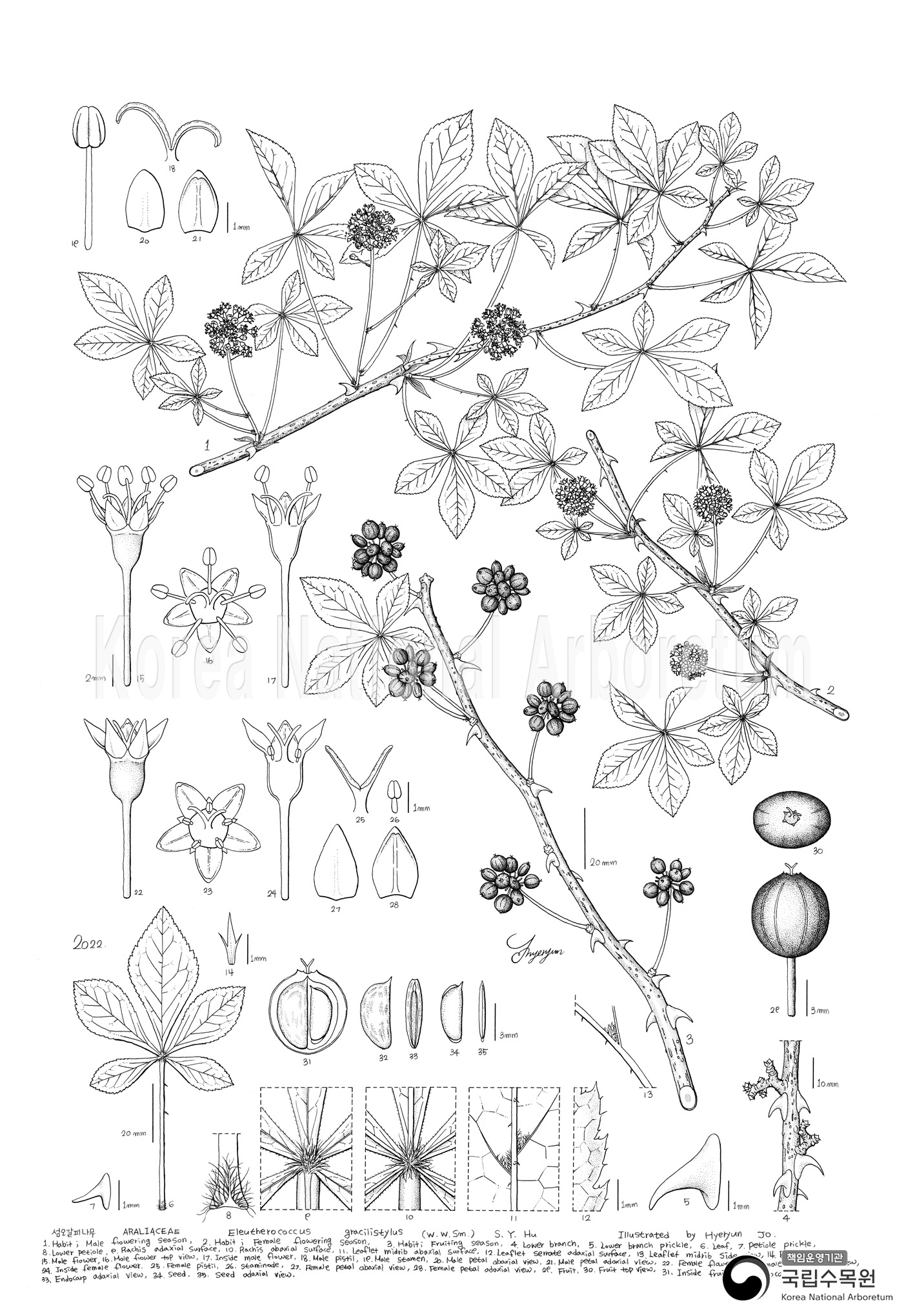 Plant Illustration Detailed View