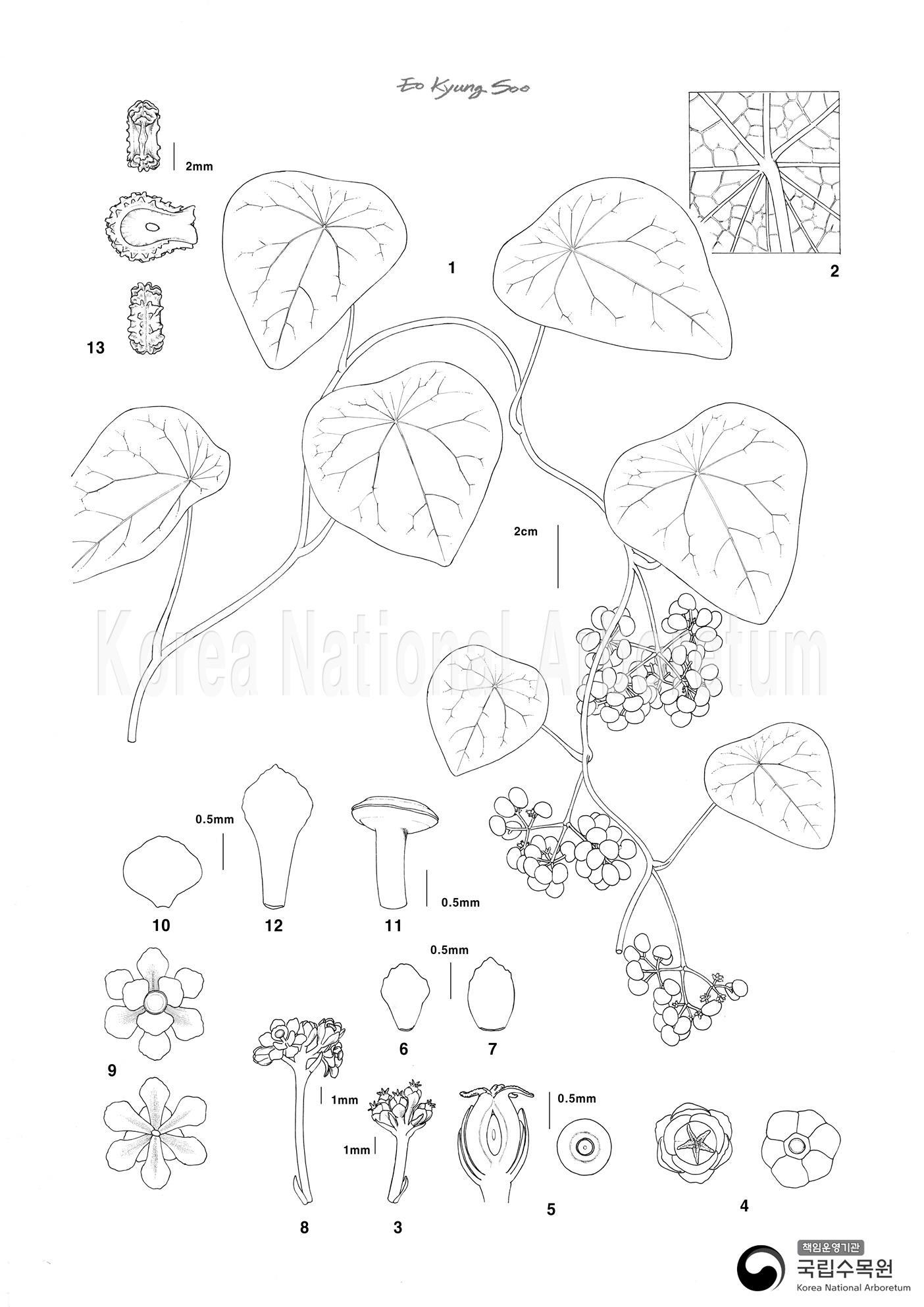 Plant Illustration Detailed View