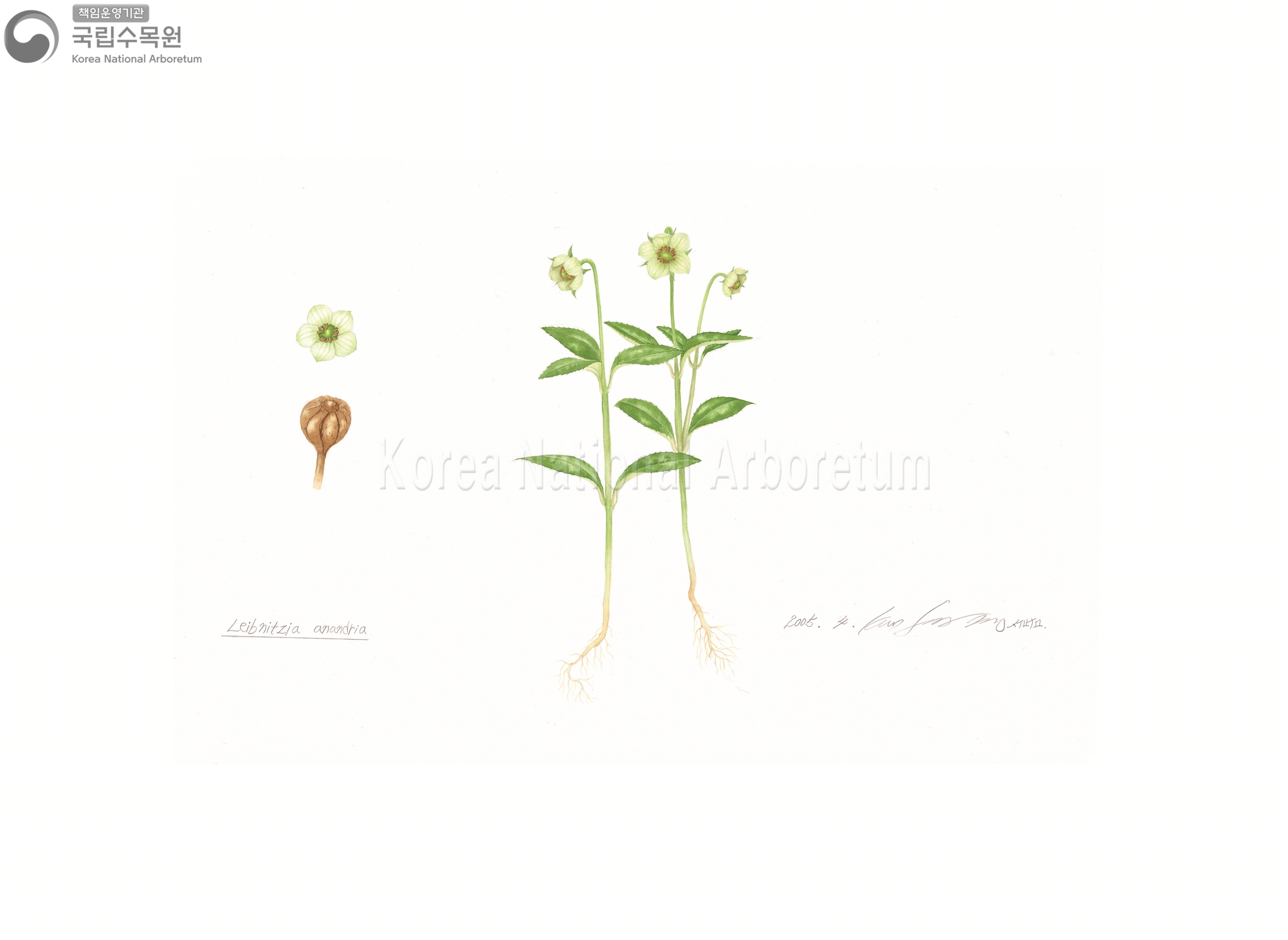 Plant Illustration Detailed View