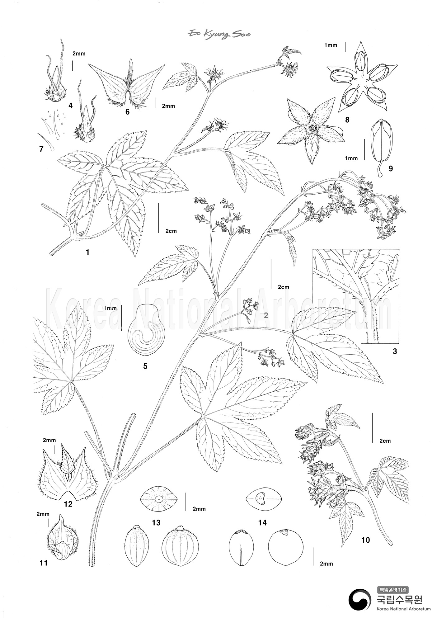 Plant Illustration Detailed View