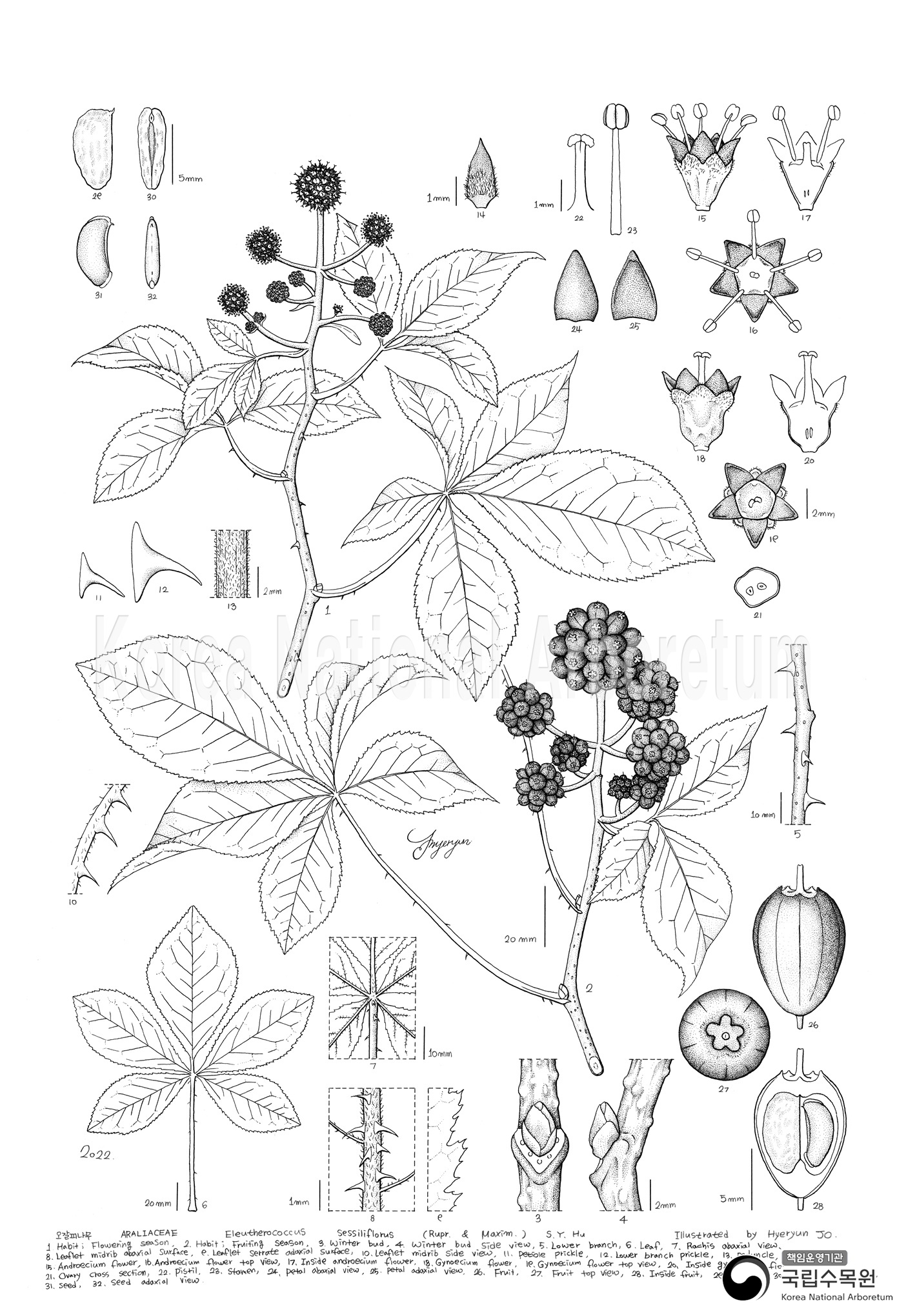 Plant Illustration Detailed View